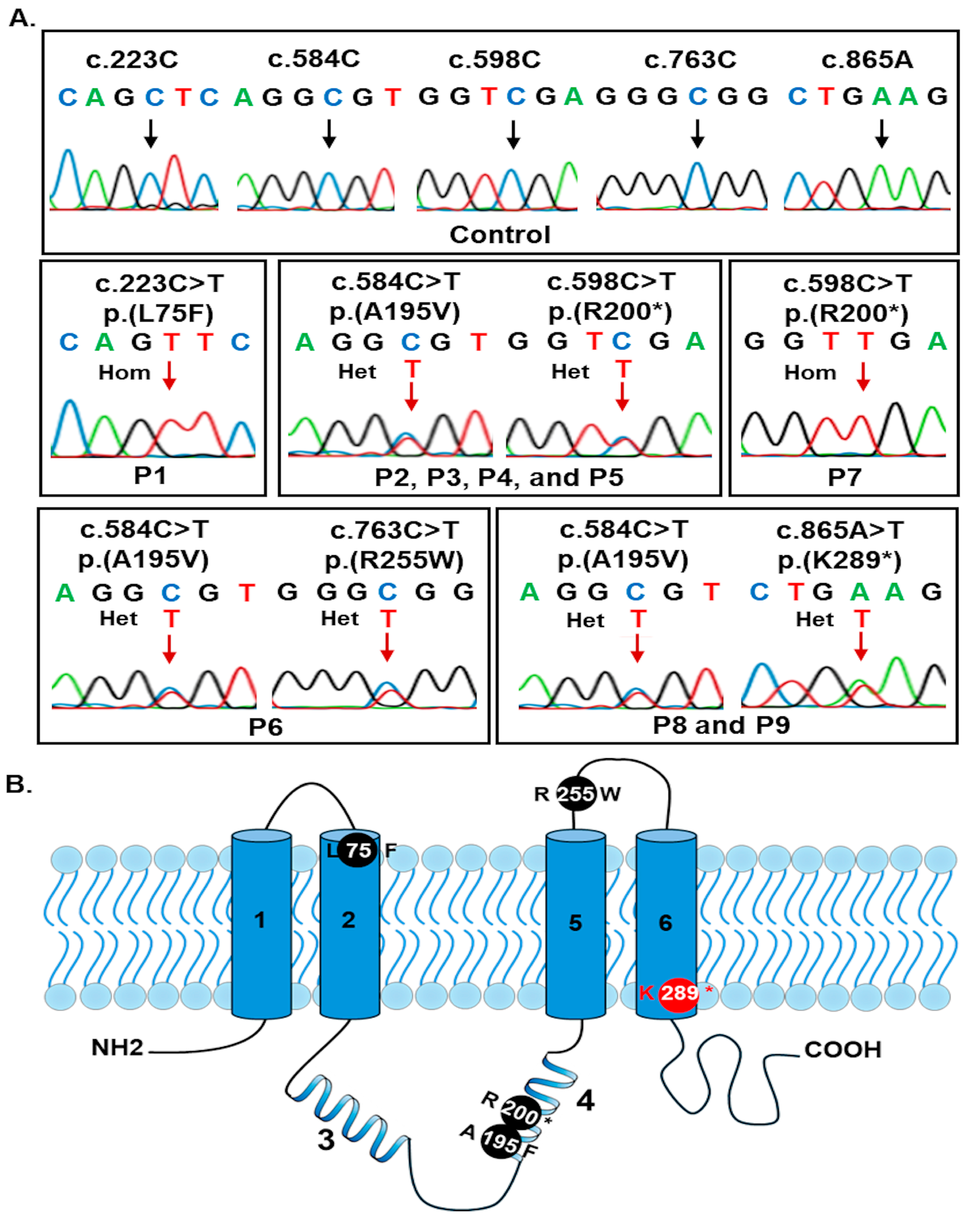 Biomedicines 13 01625 g002