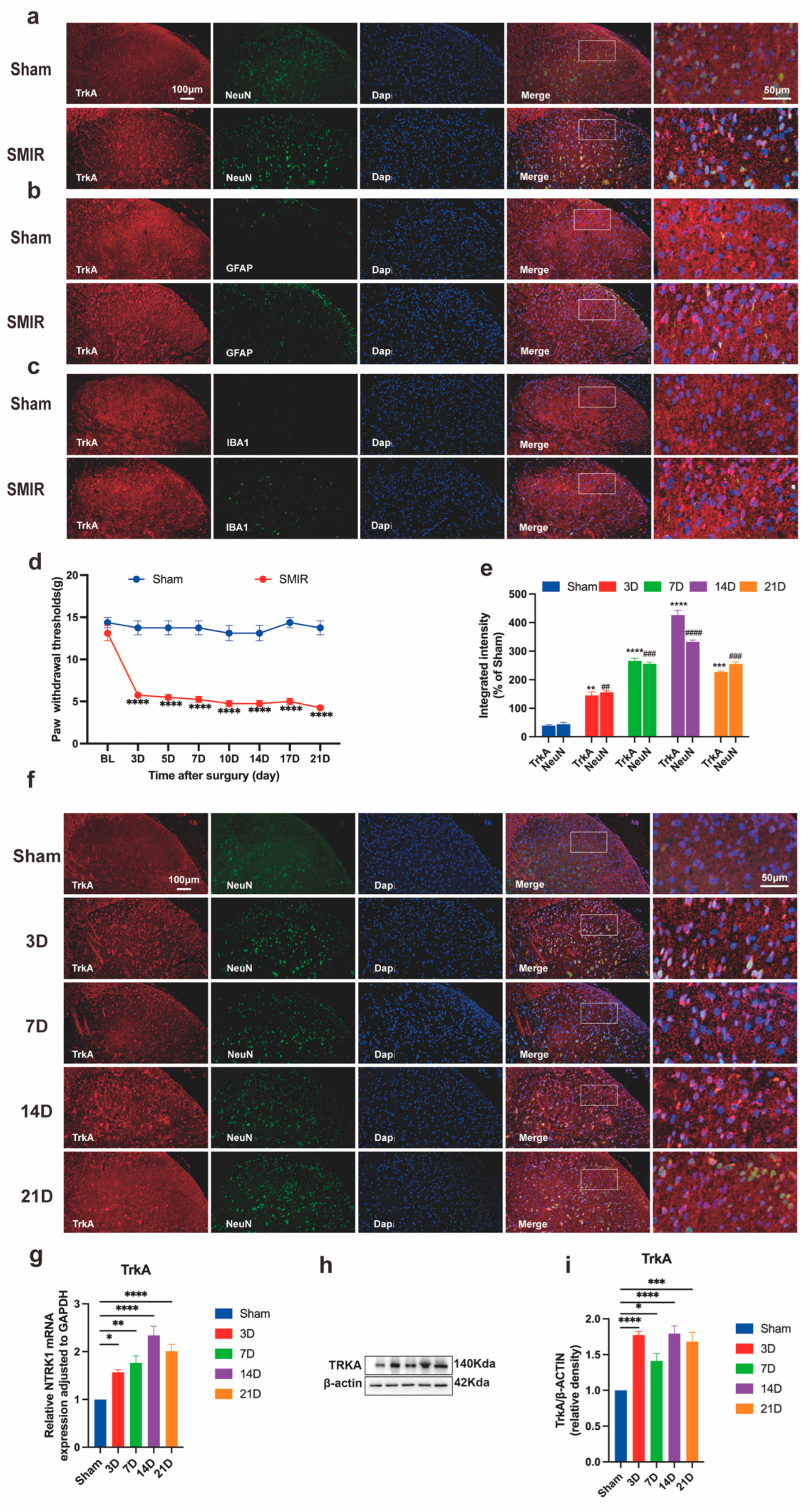 Biomedicines 13 01632 g002