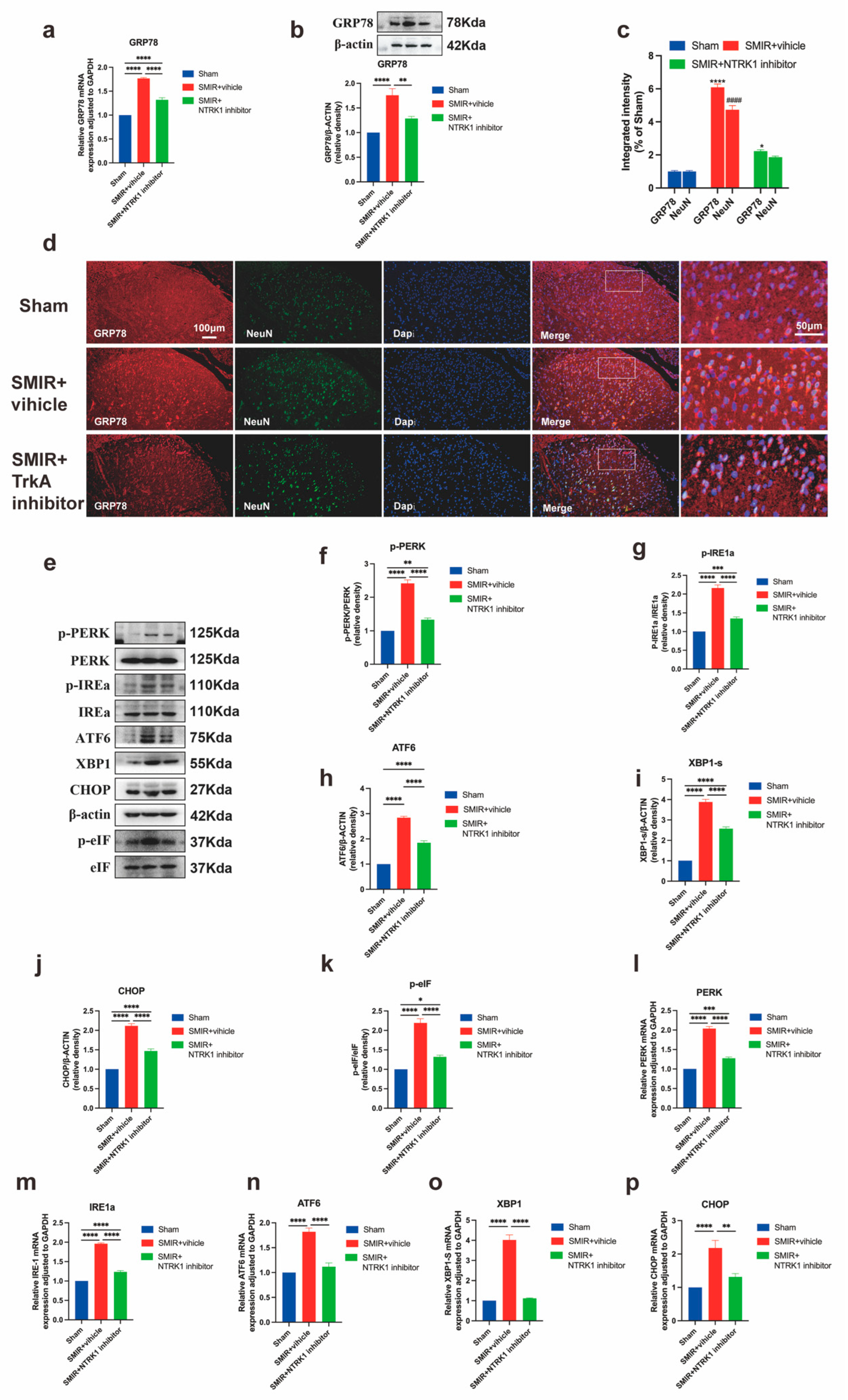 Biomedicines 13 01632 g006