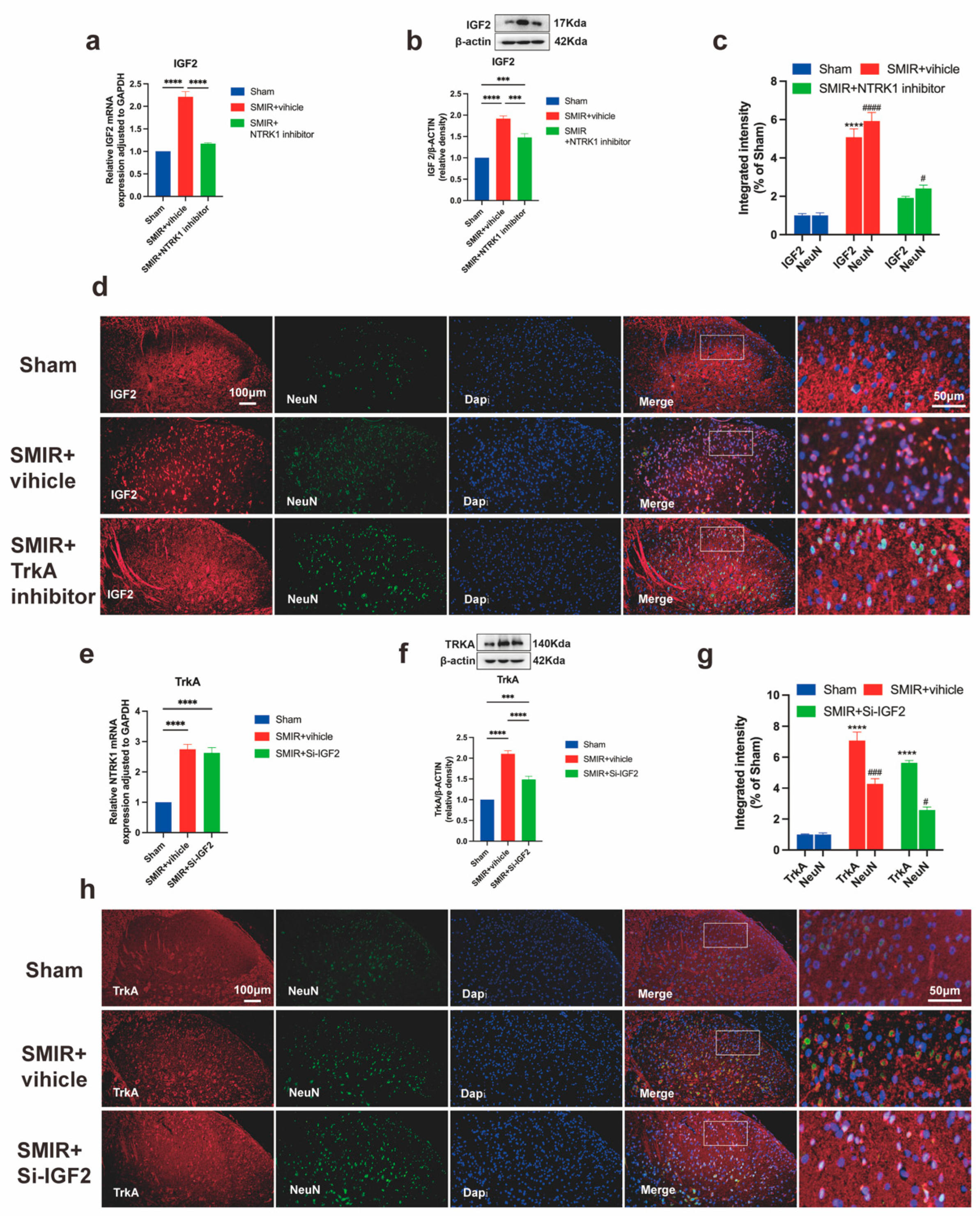 Biomedicines 13 01632 g010