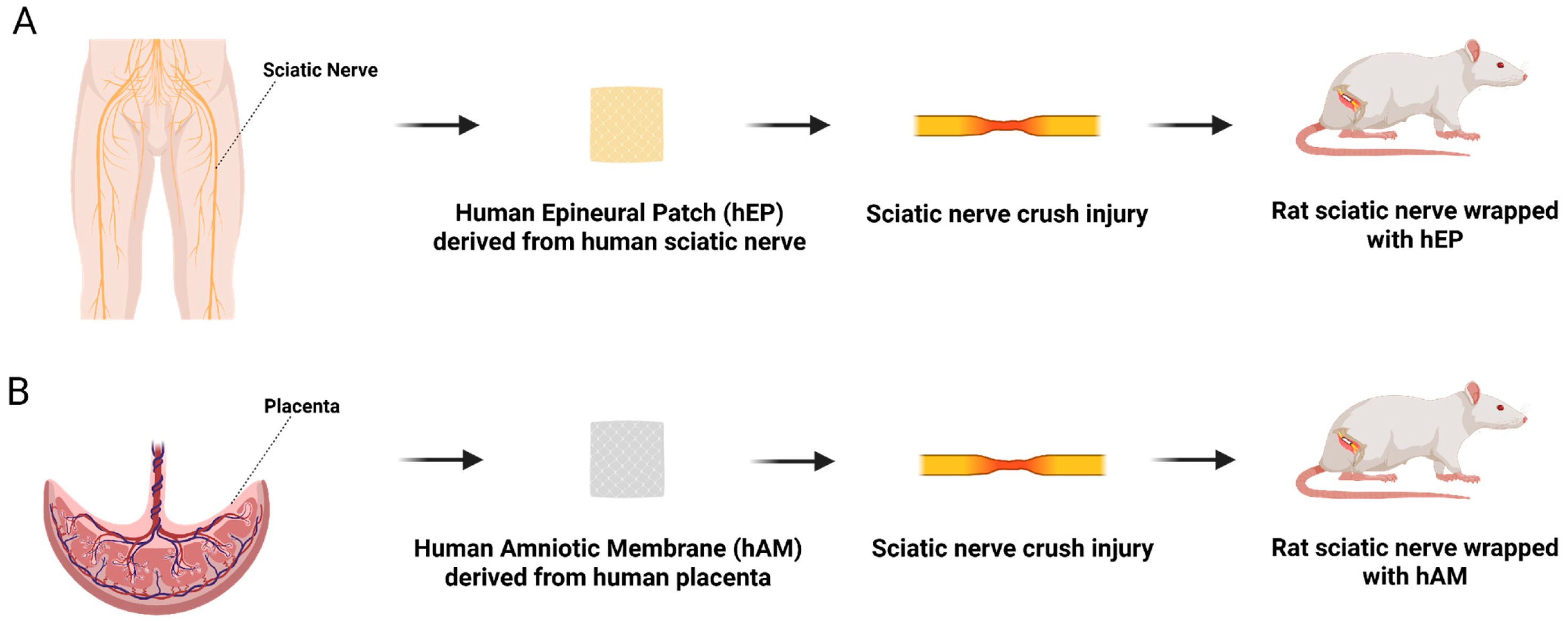 Biomedicines 13 01633 g001