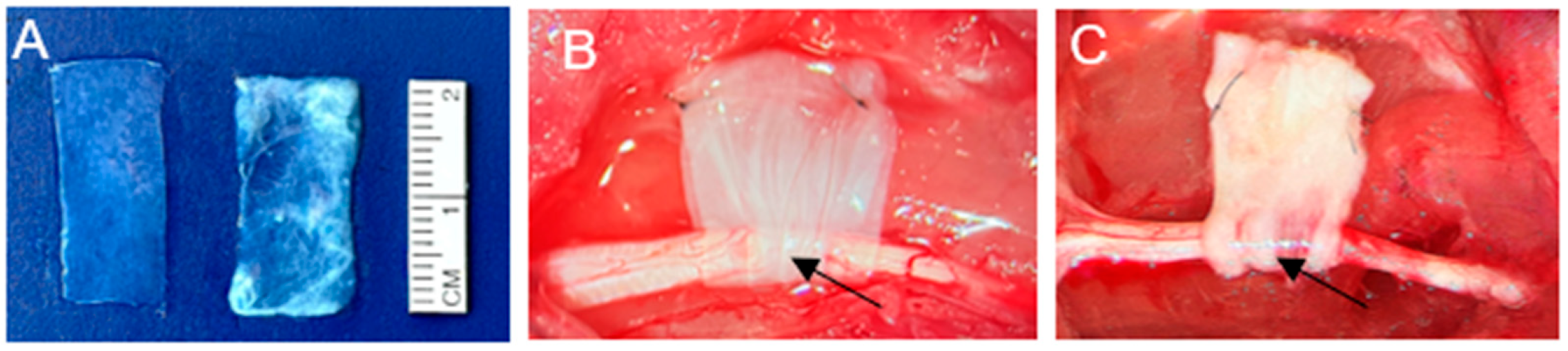 Biomedicines 13 01633 g002