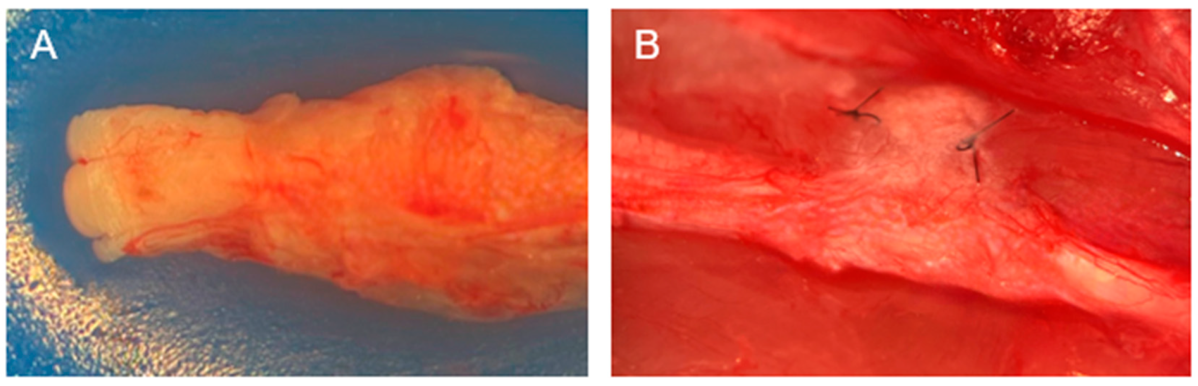 Biomedicines 13 01633 g007