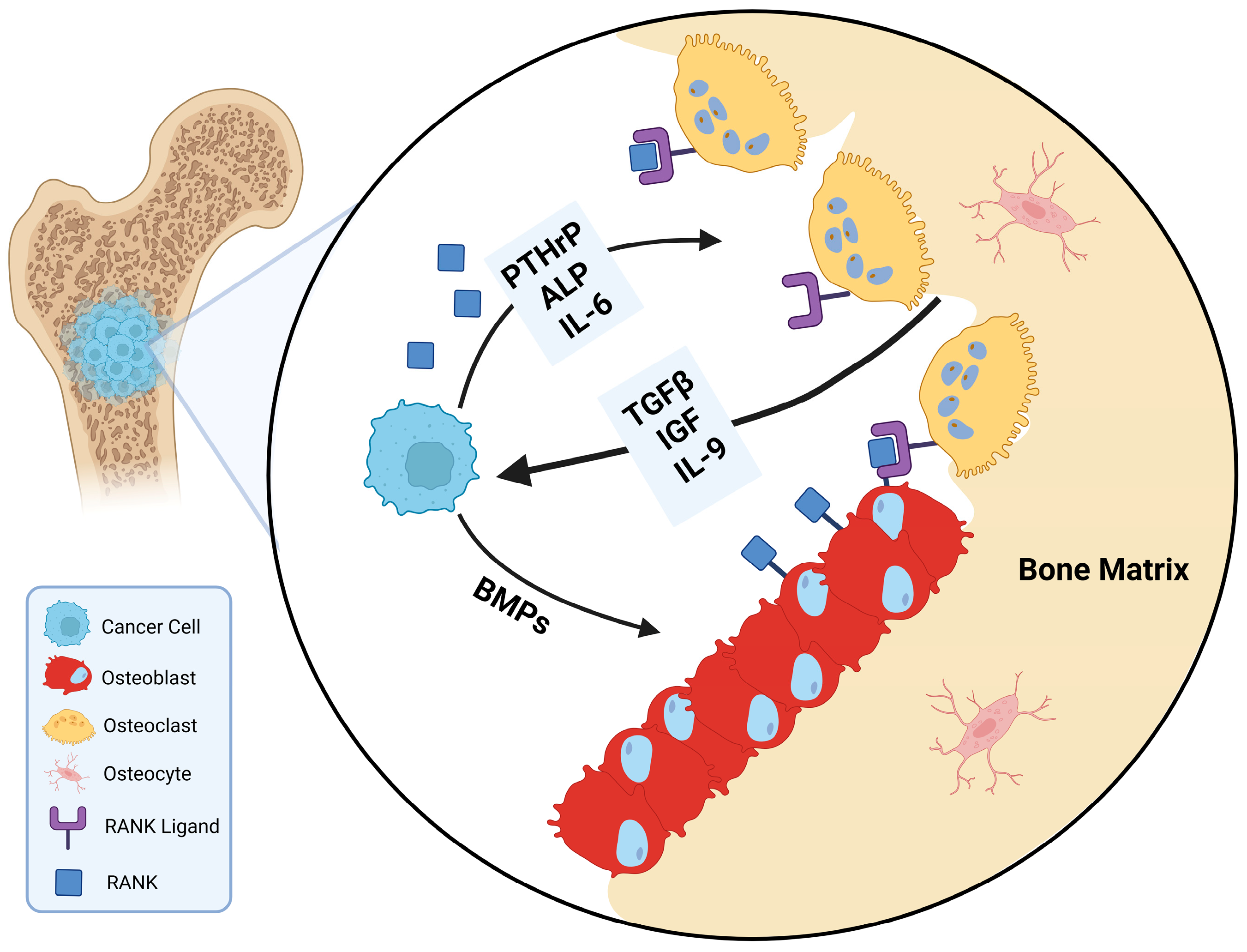 Biomedicines 13 01640 g001