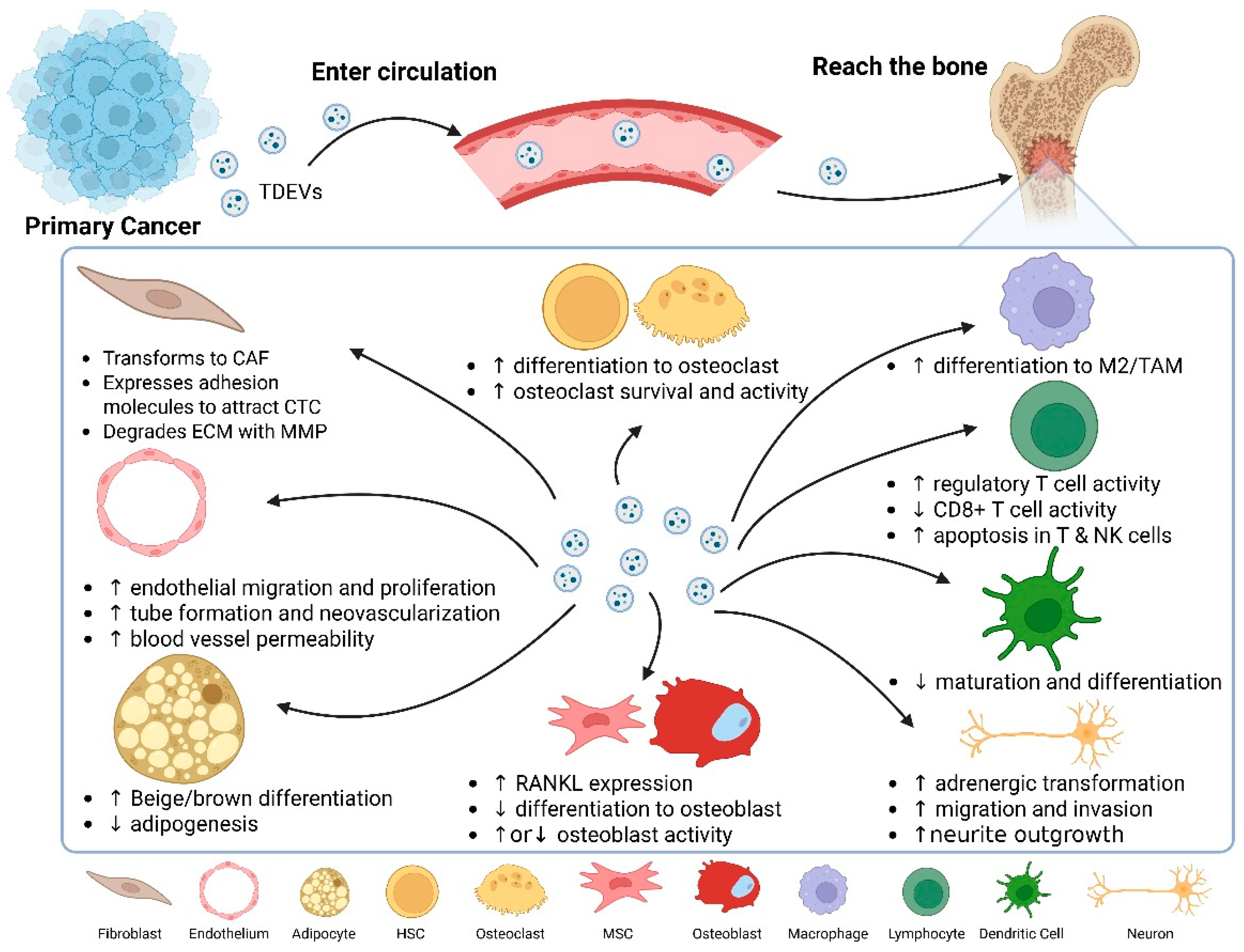 Biomedicines 13 01640 g003