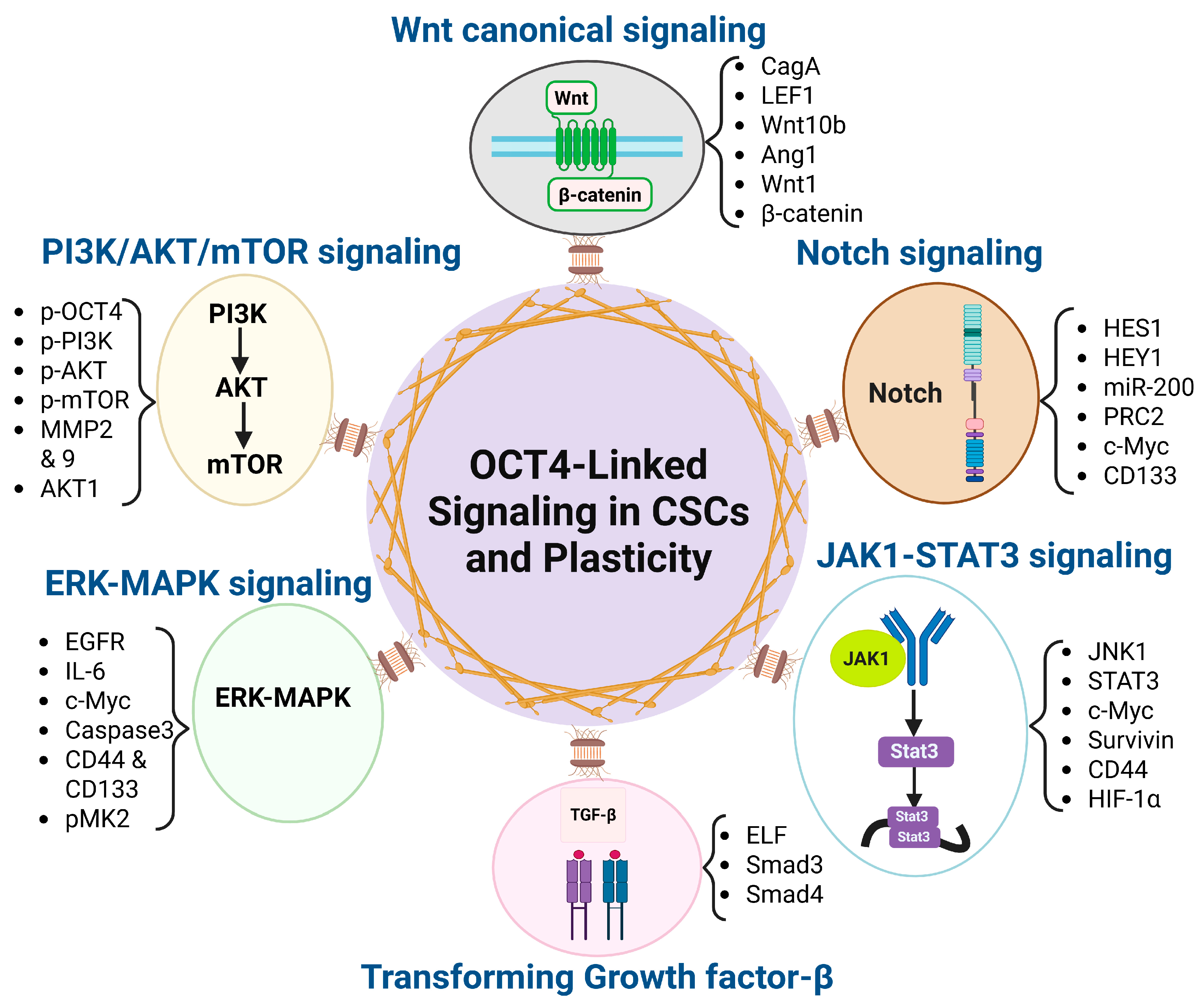 Biomedicines 13 01642 g001