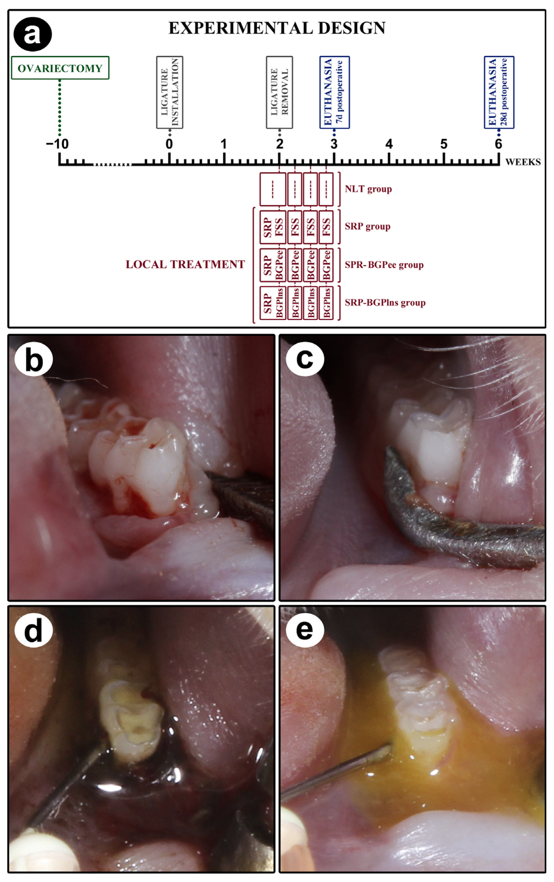 Biomedicines 13 01643 g001