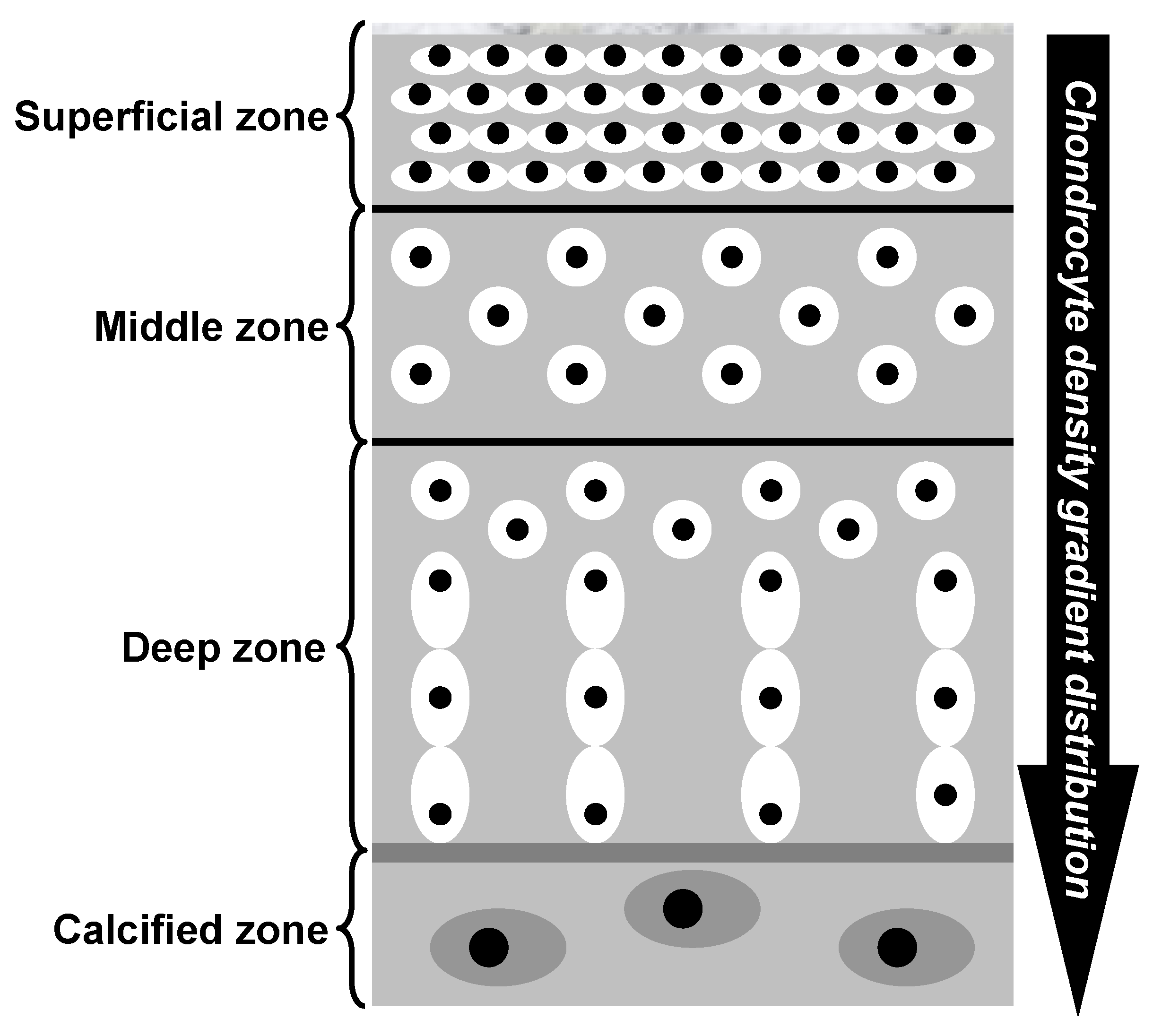 Biomedicines 13 01650 g003
