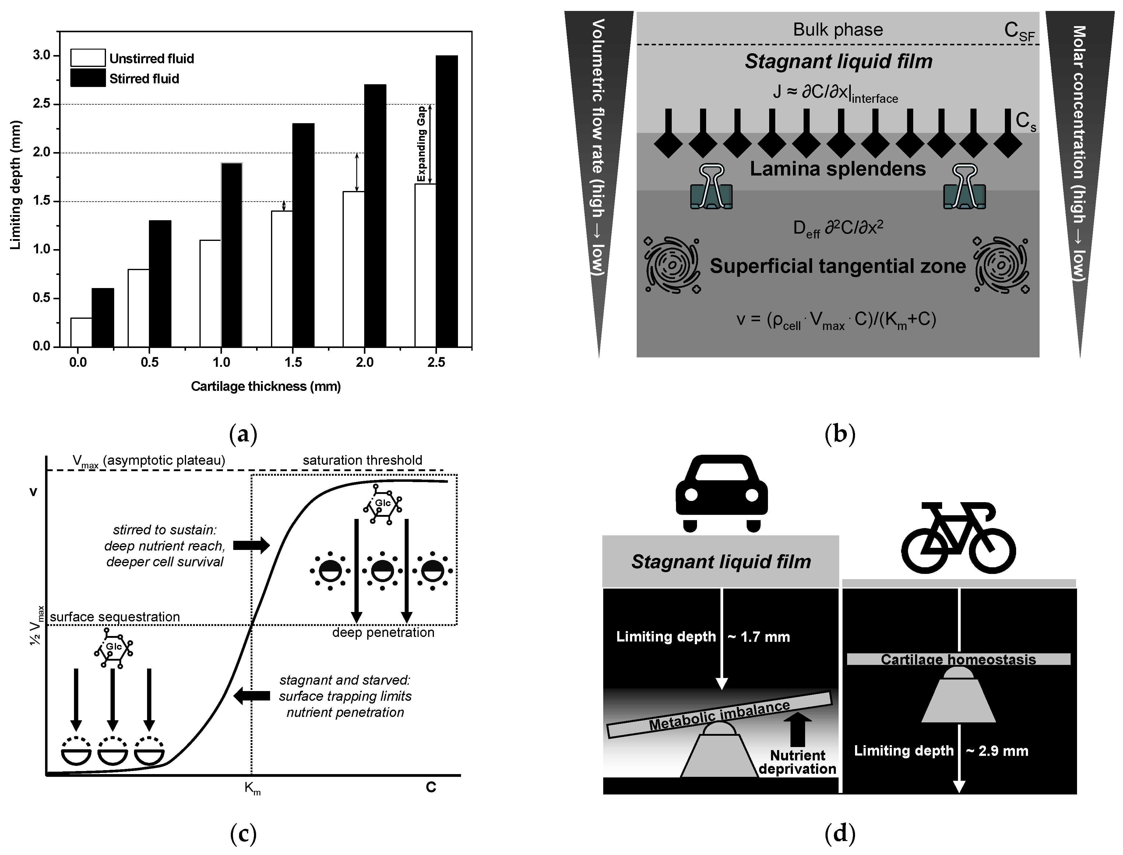 Biomedicines 13 01650 g005