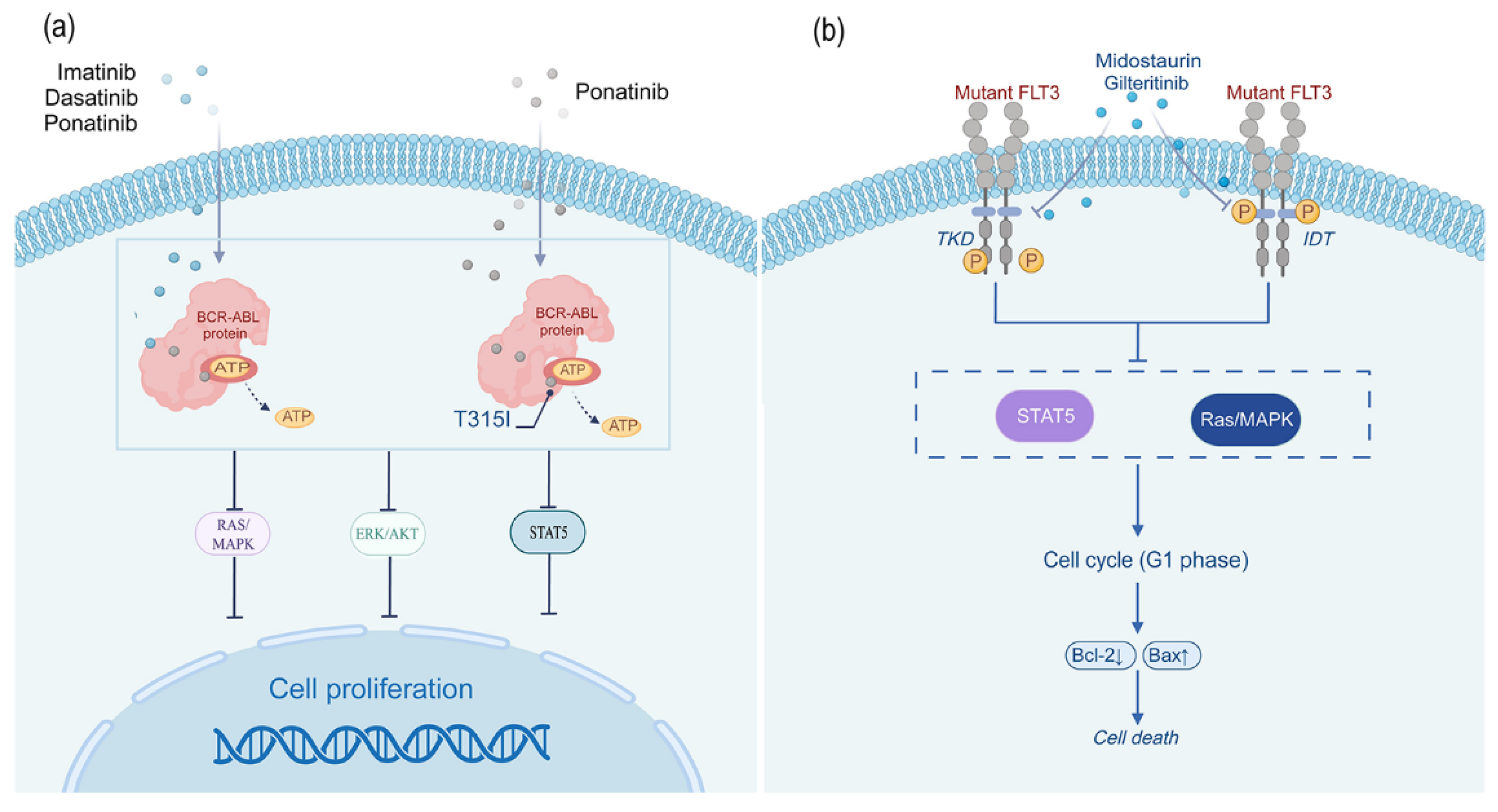 Biomedicines 13 01652 g002
