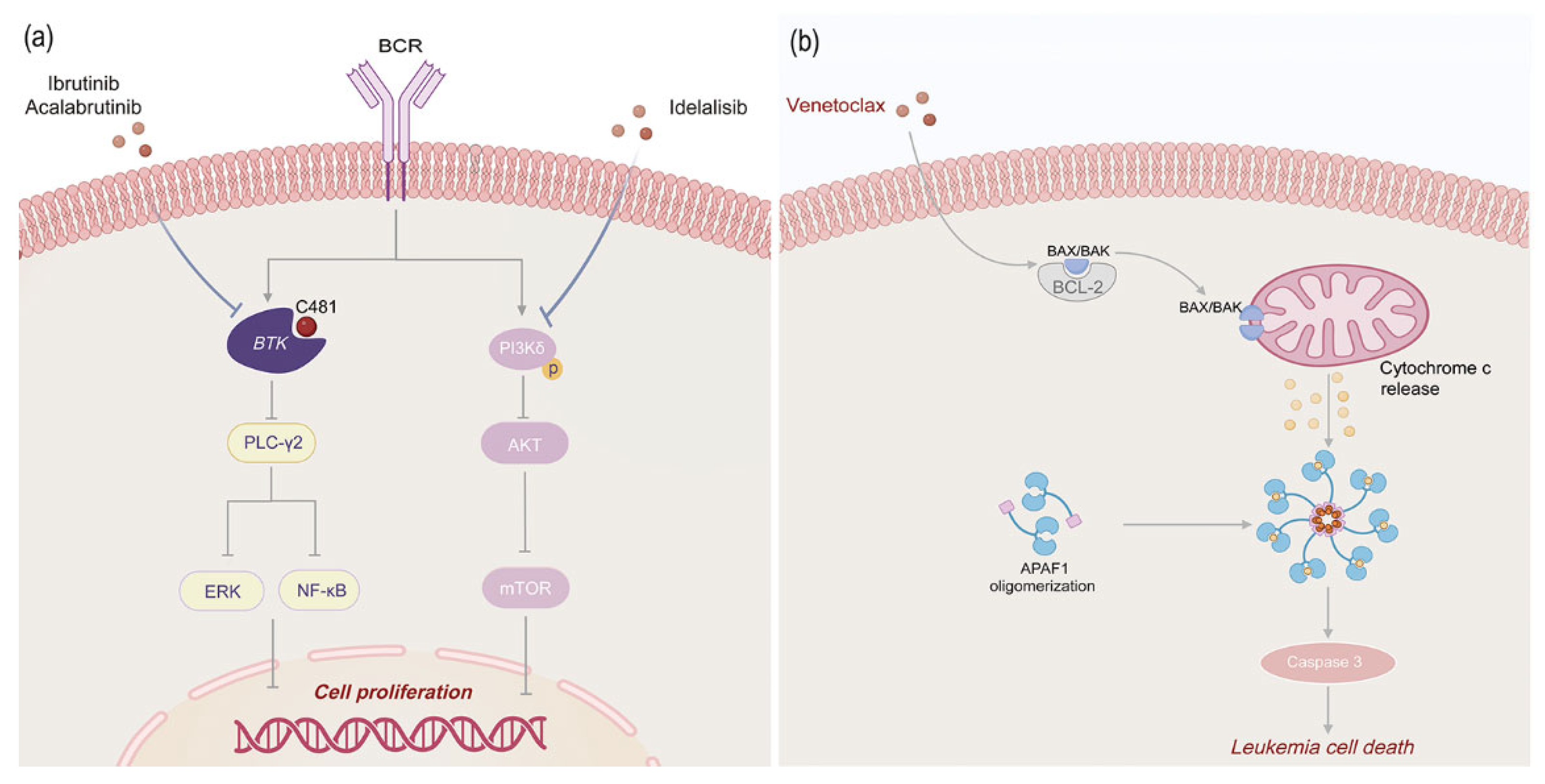 Biomedicines 13 01652 g003