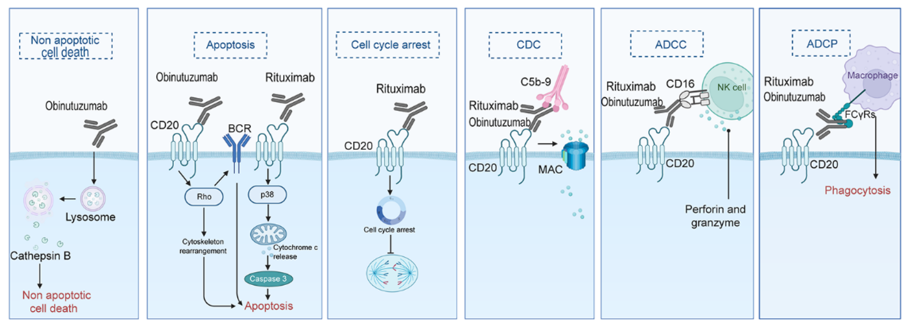 Biomedicines 13 01652 g004