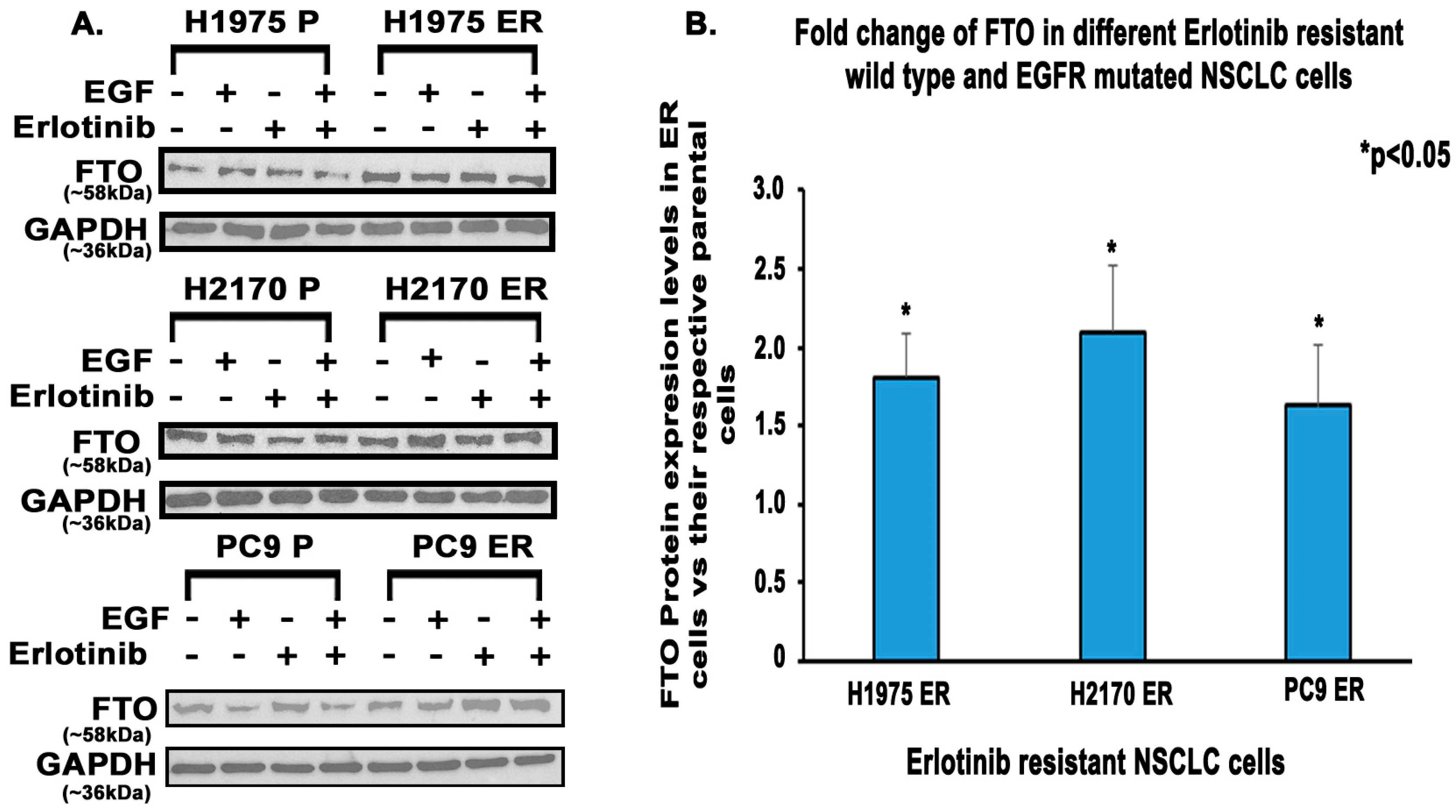 Biomedicines 13 01653 g004