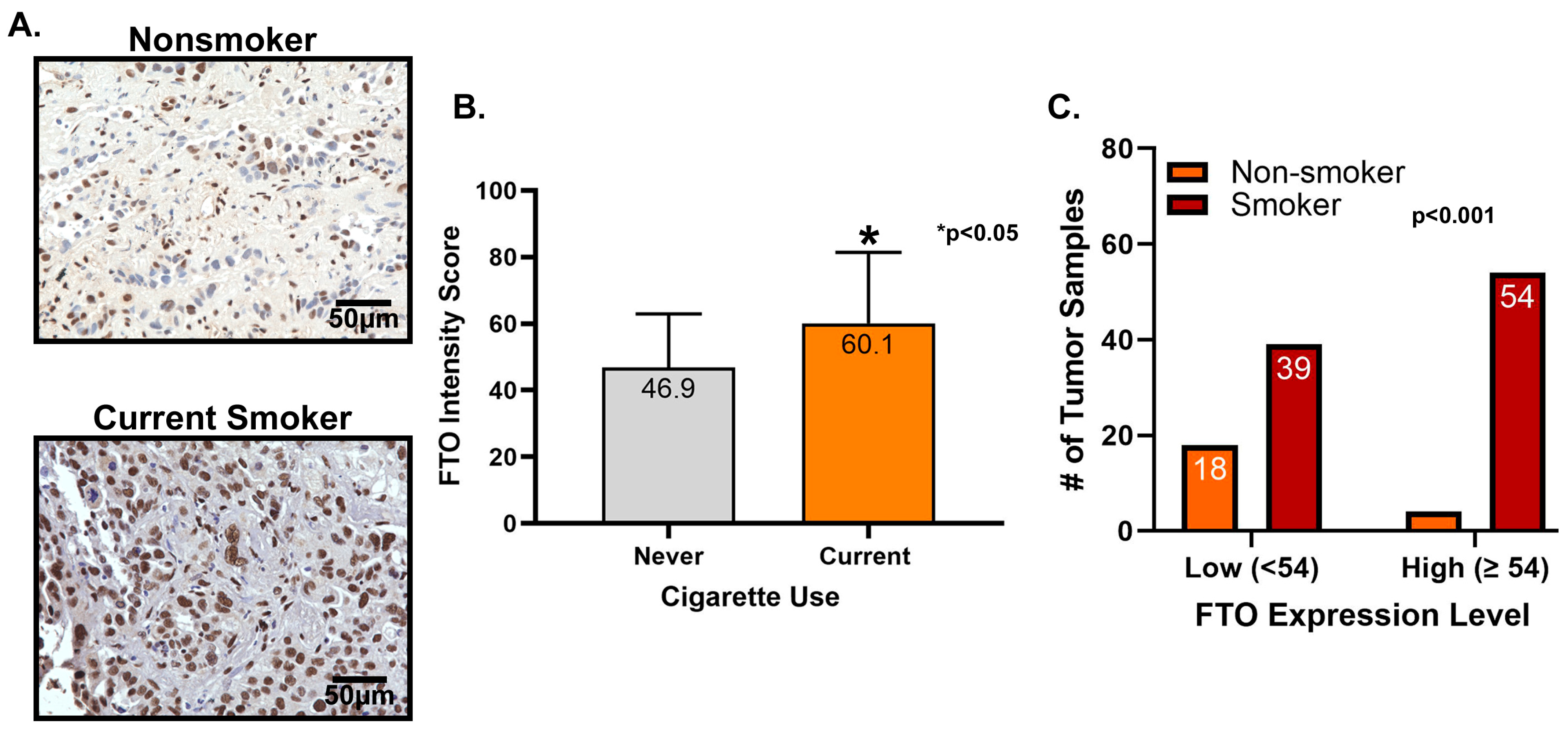Biomedicines 13 01653 g012