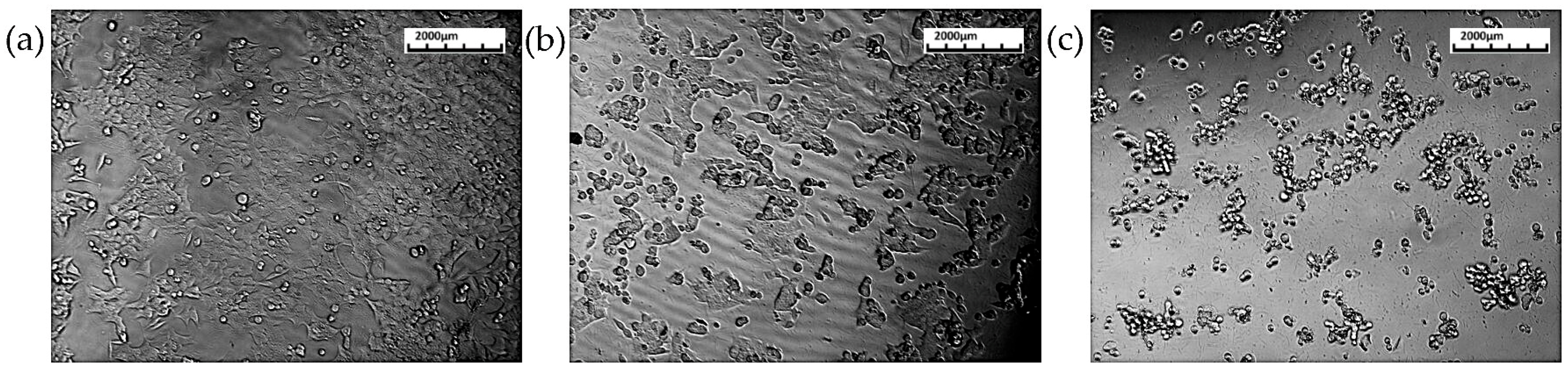 Biomedicines 13 01658 g002