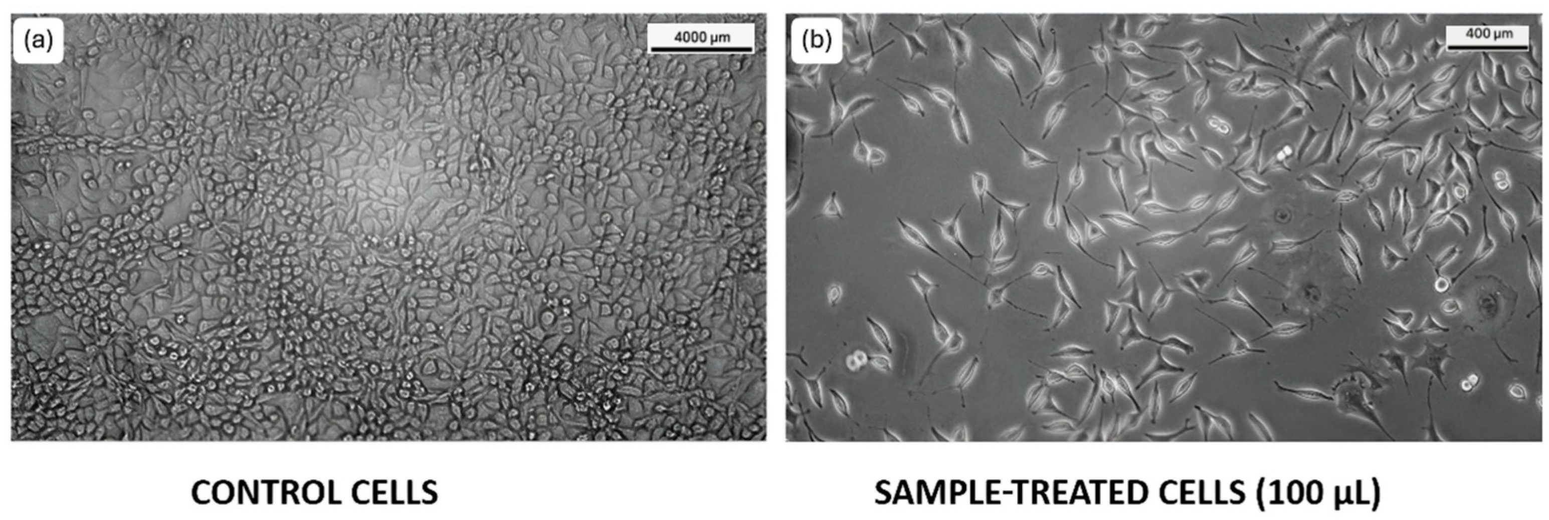 Biomedicines 13 01658 g004