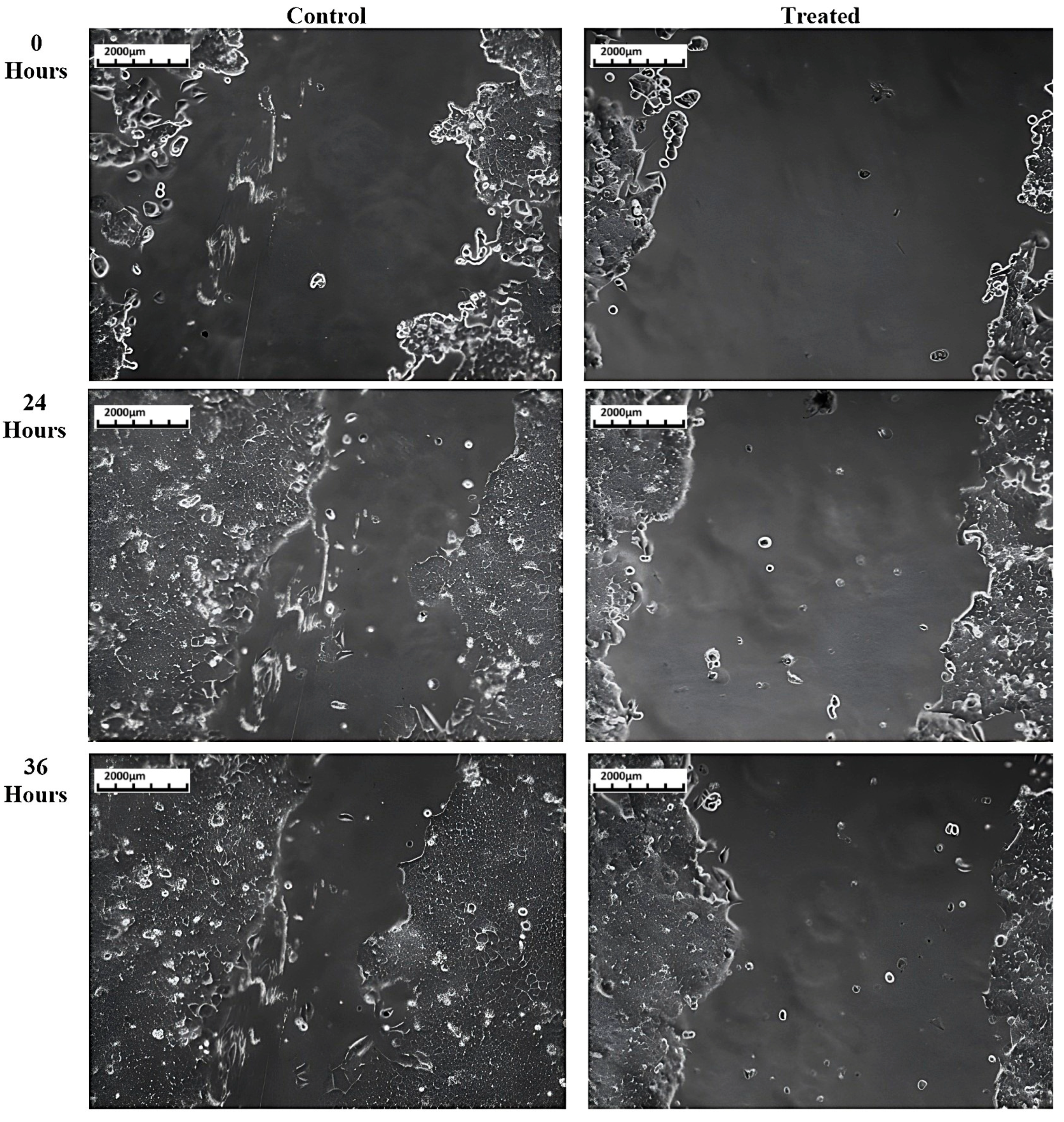 Biomedicines 13 01658 g006