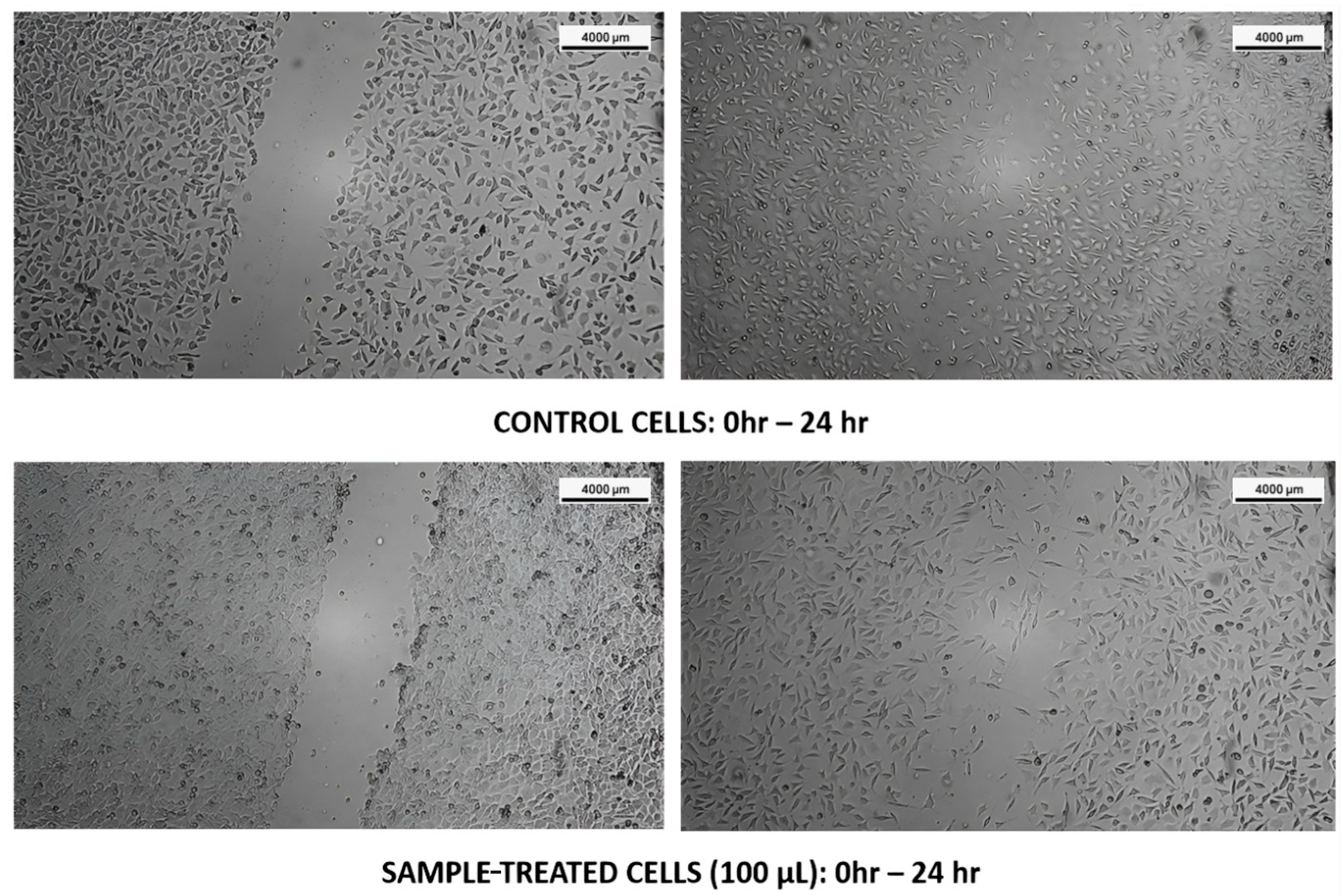 Biomedicines 13 01658 g007