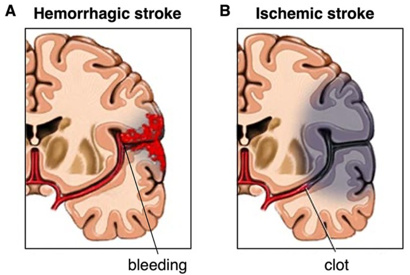 Biomedicines 13 01659 g001