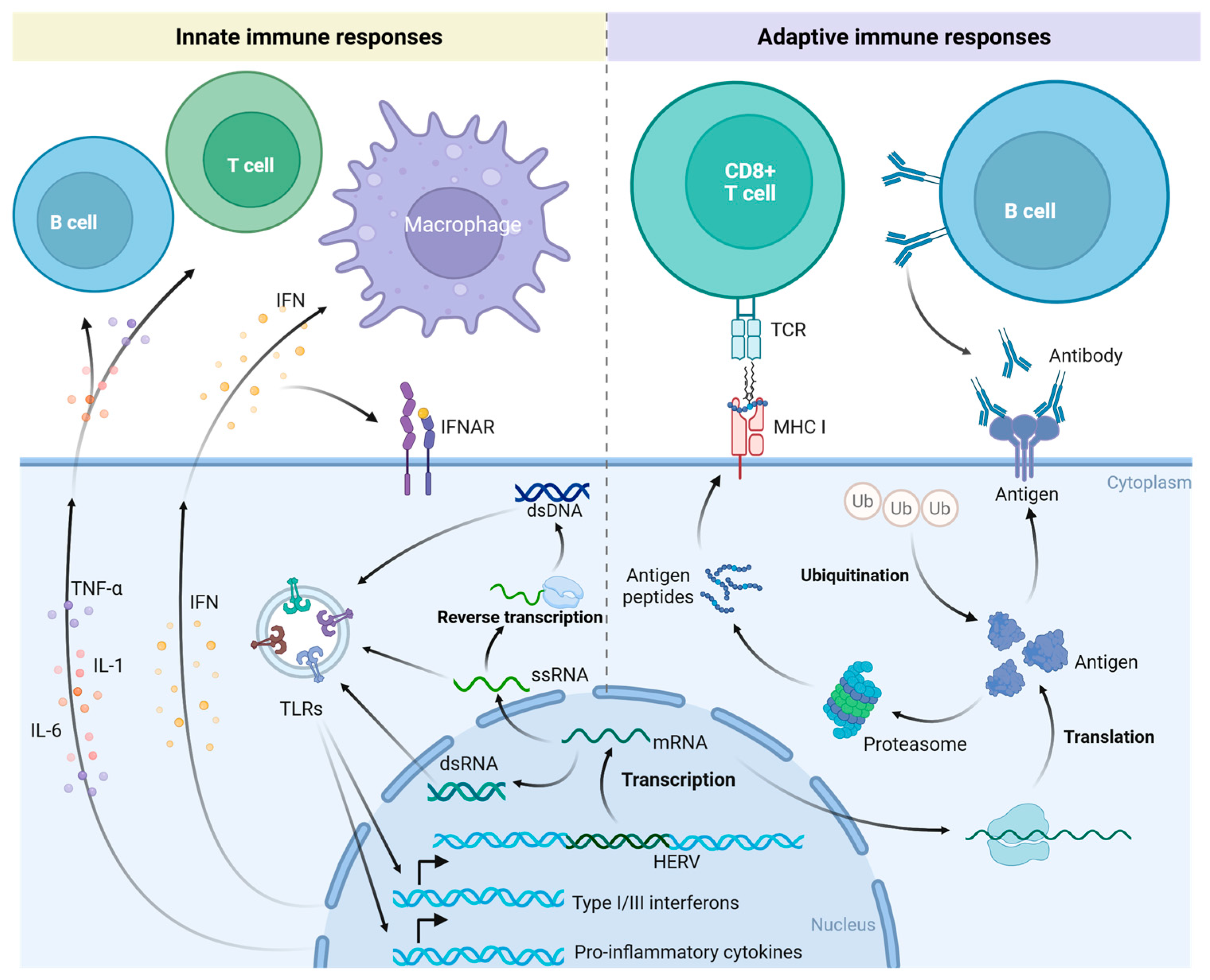 Biomedicines 13 01662 g002
