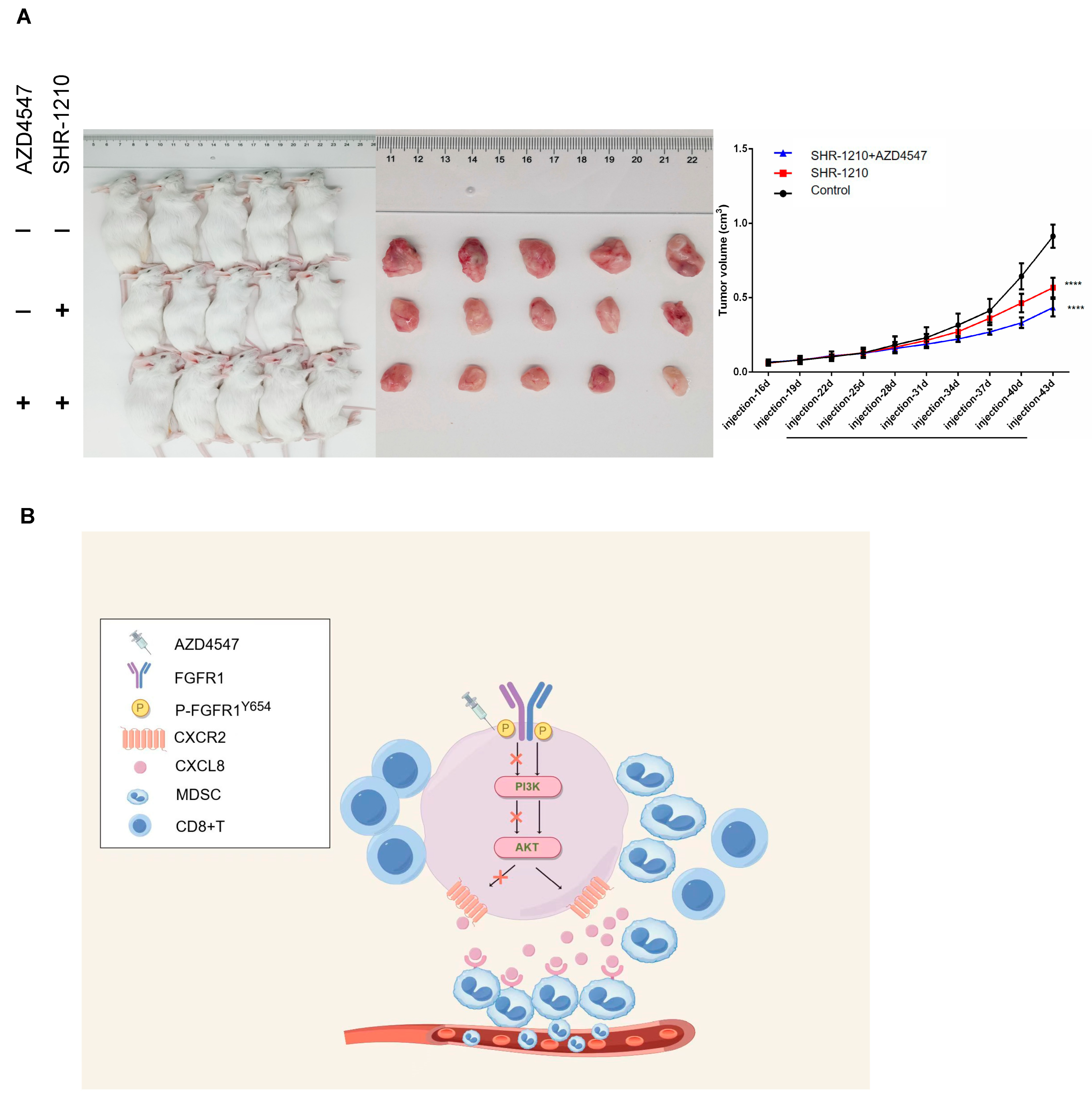Biomedicines 13 01667 g006
