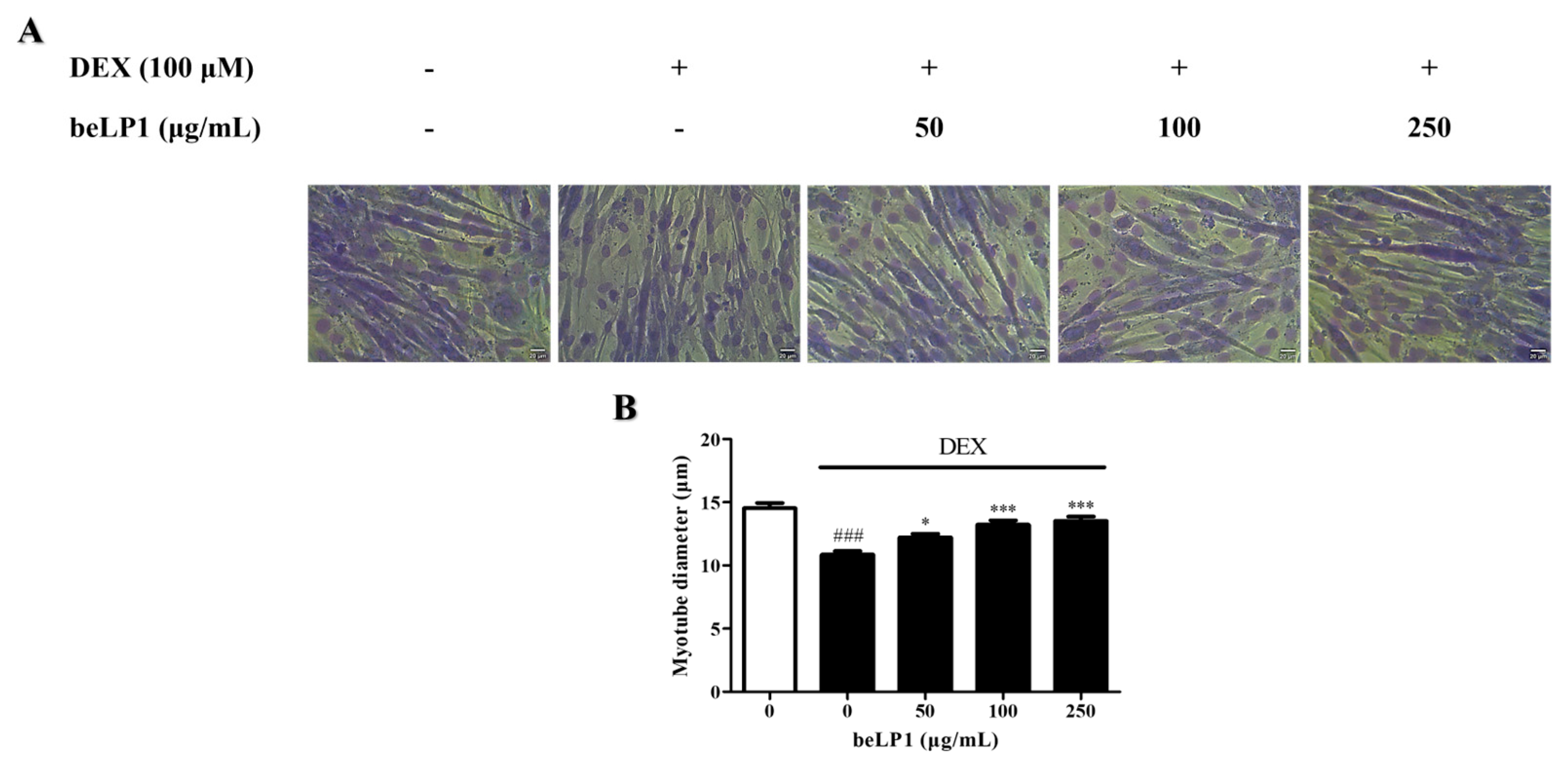 Biomedicines 13 01668 g002