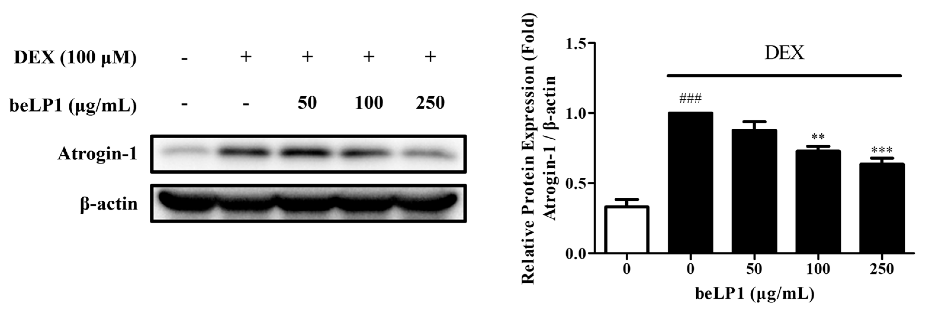 Biomedicines 13 01668 g003