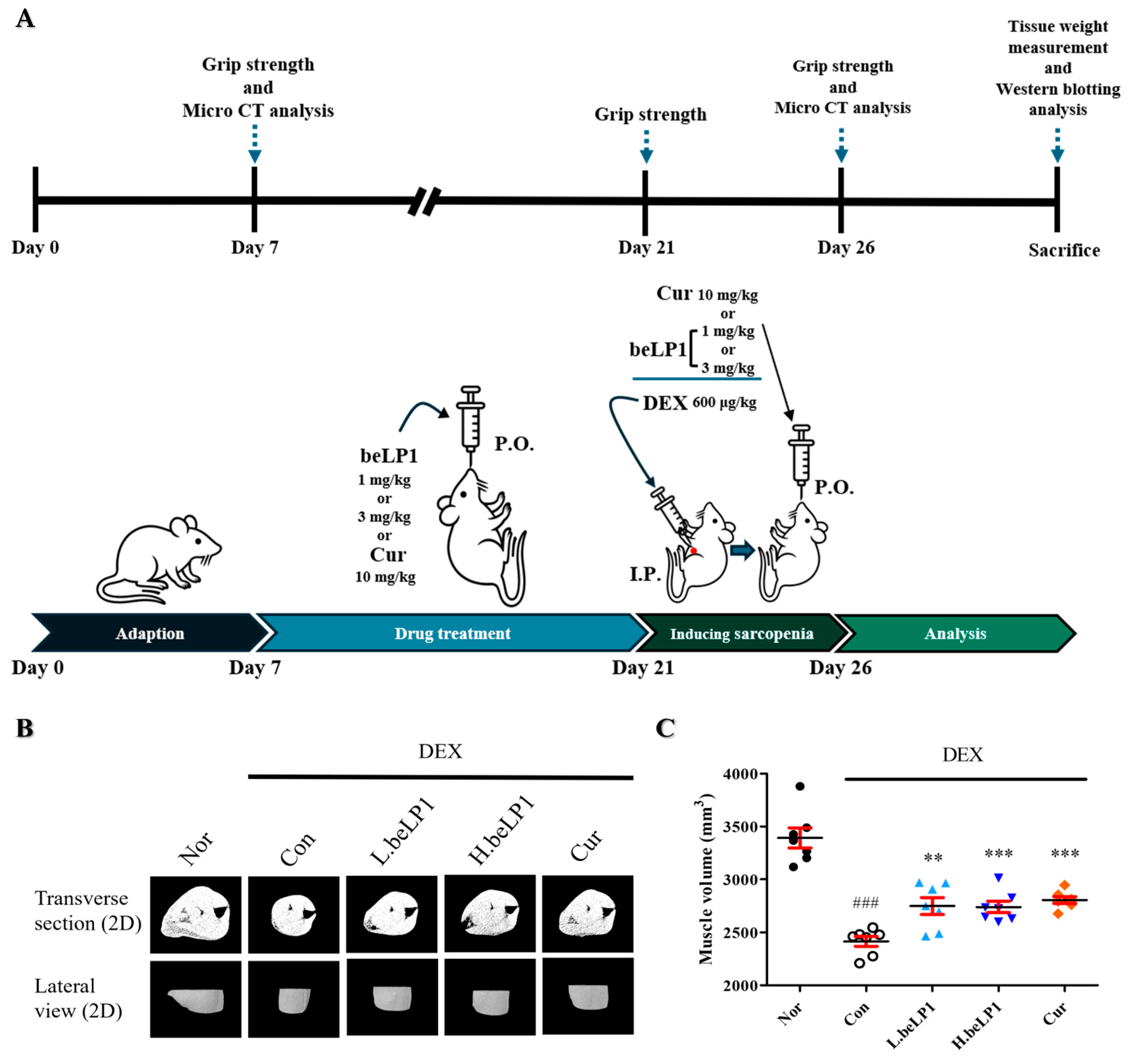 Biomedicines 13 01668 g004