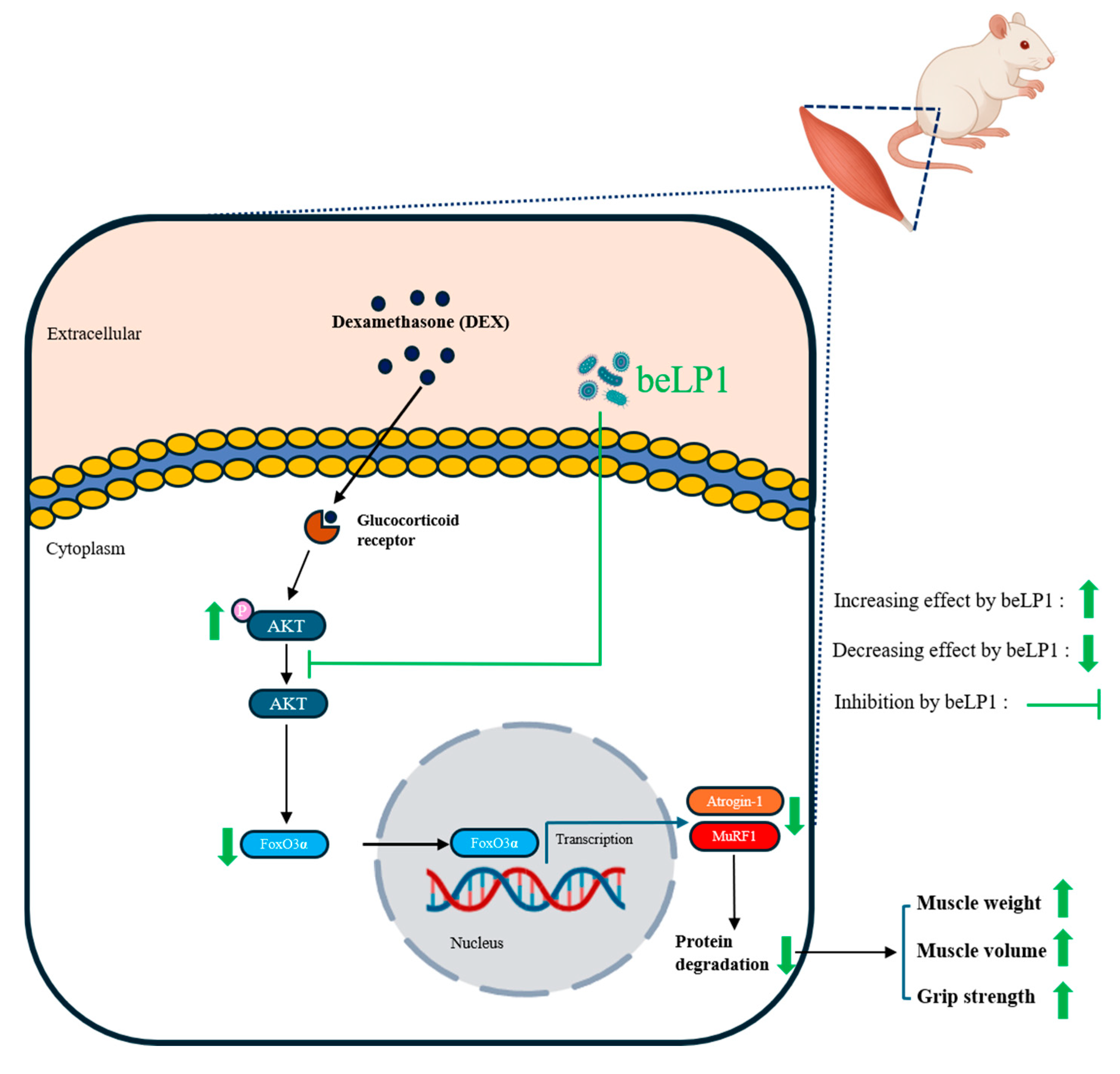 Biomedicines 13 01668 g009