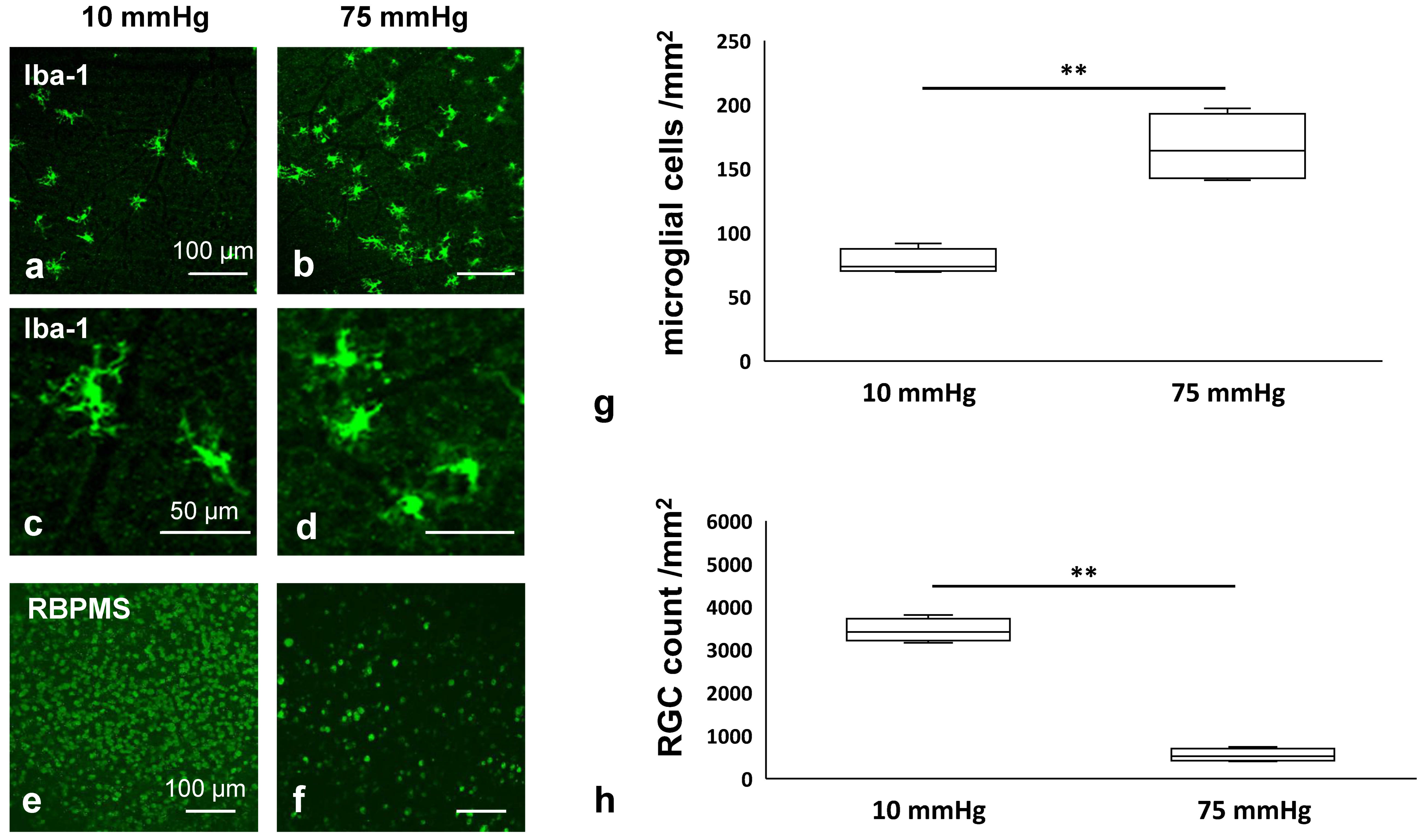 Biomedicines 13 01670 g001