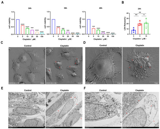 シン The Role and Mechanism of GSDME-Dependent Pyroptosis in
