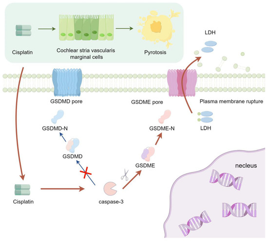 The Role and Mechanism of GSDME-Dependent Pyroptosis in