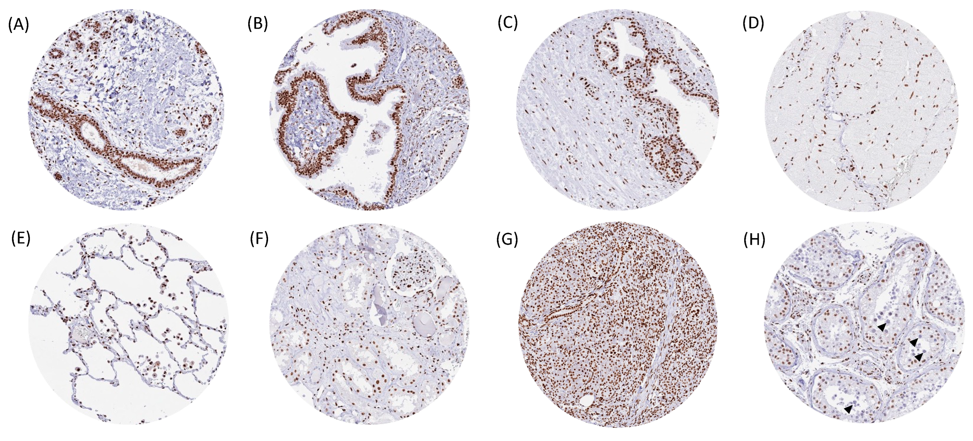 Biomedicines 13 01683 g001