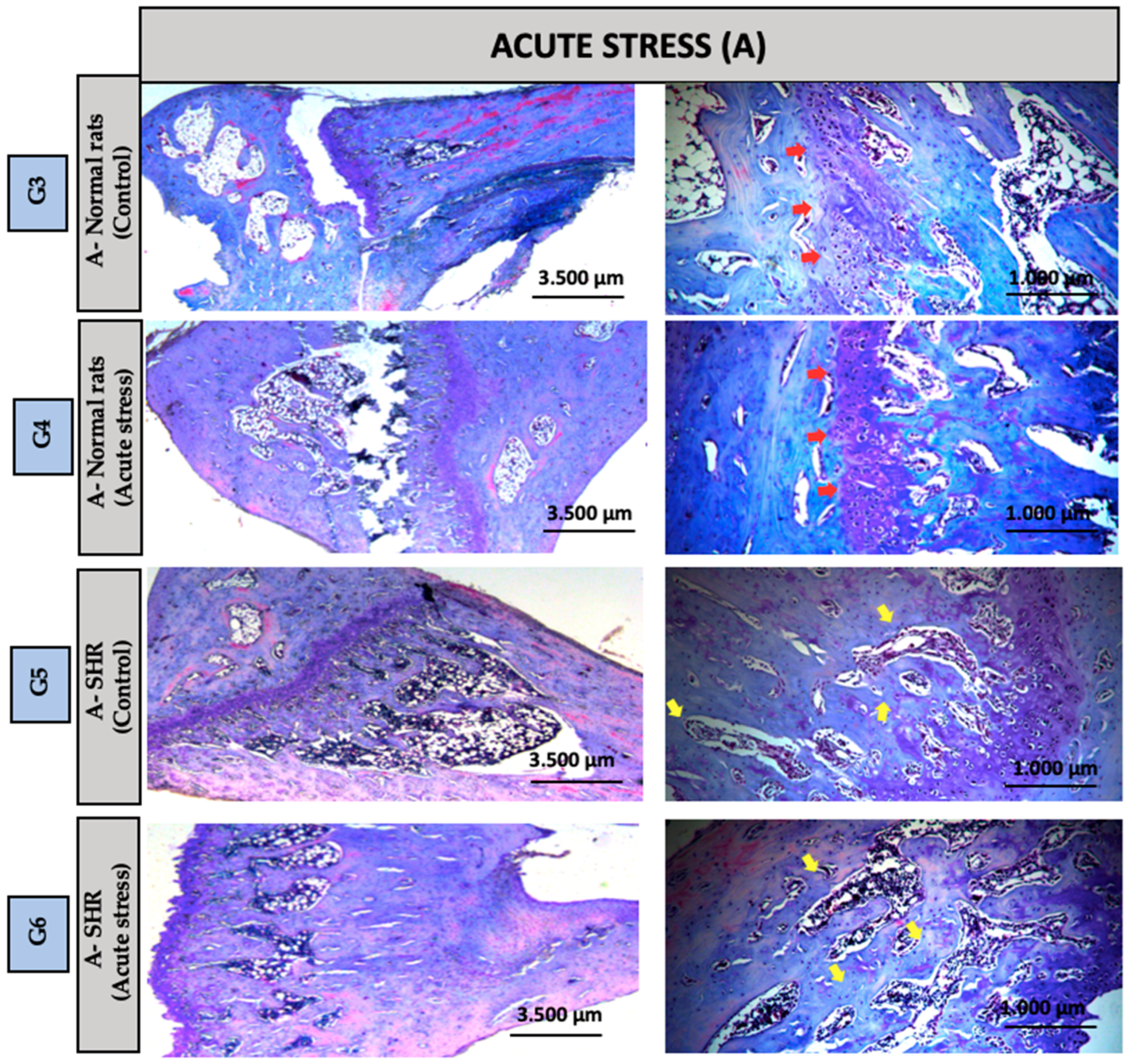 Biomedicines 13 01689 g004