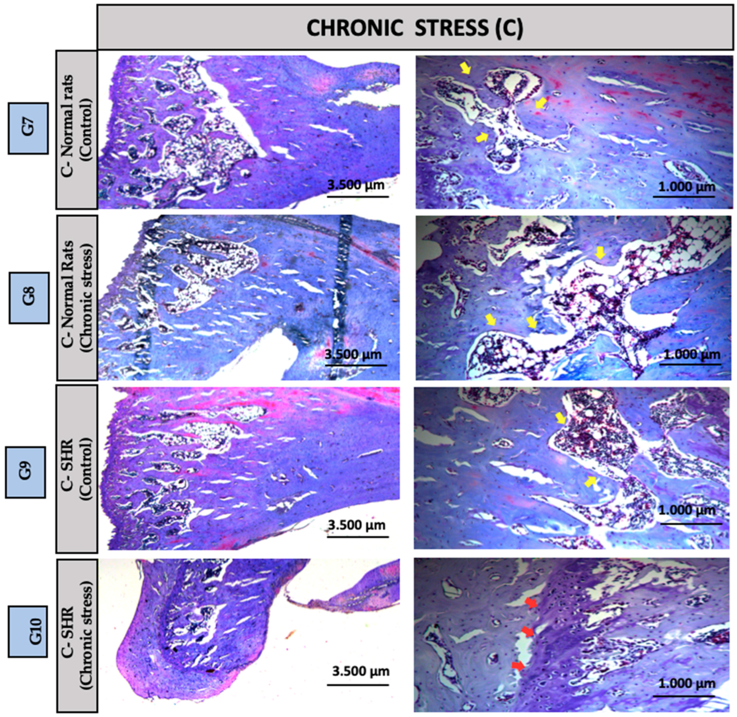 Biomedicines 13 01689 g005