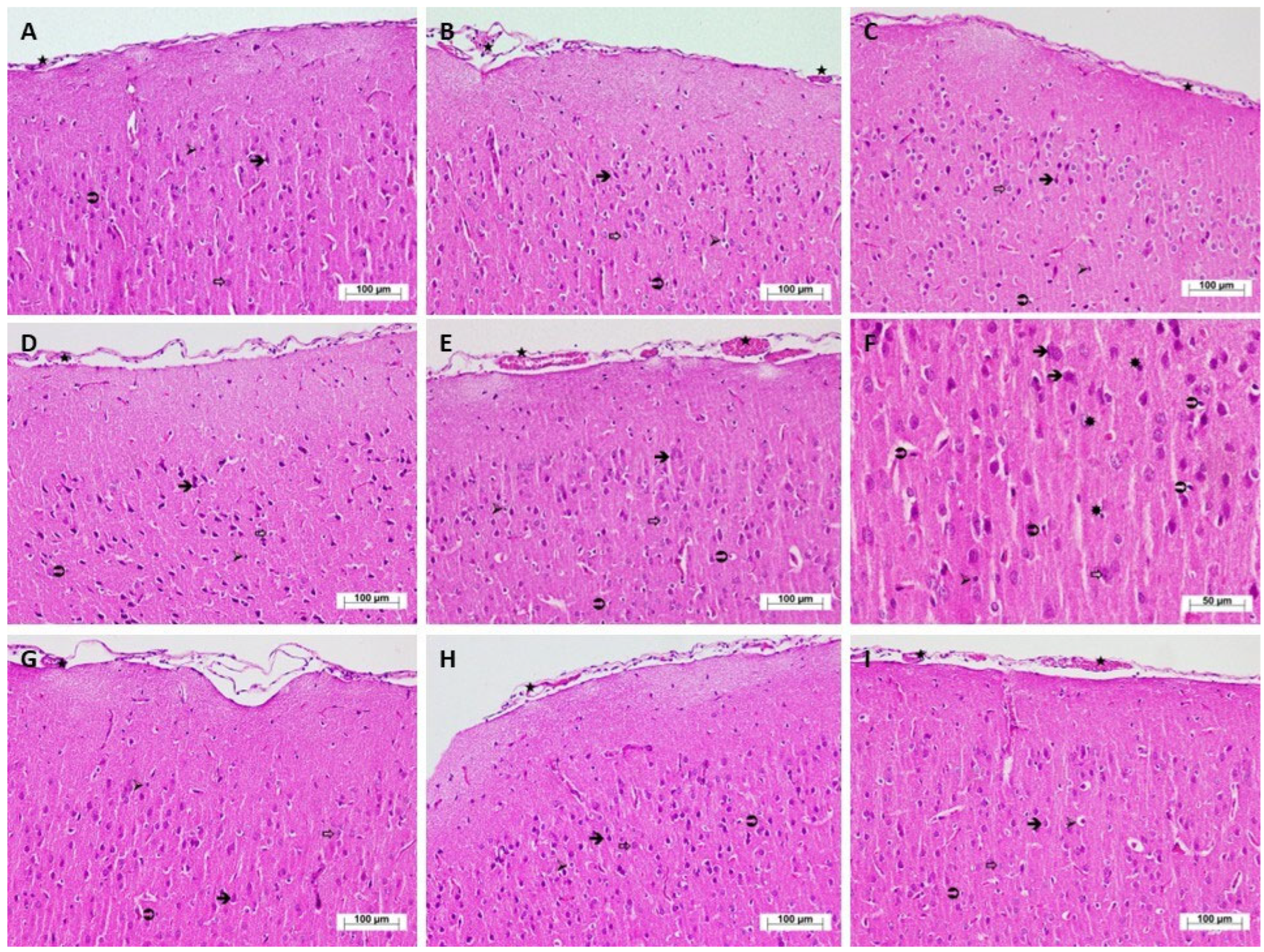Biomedicines 13 01690 g002
