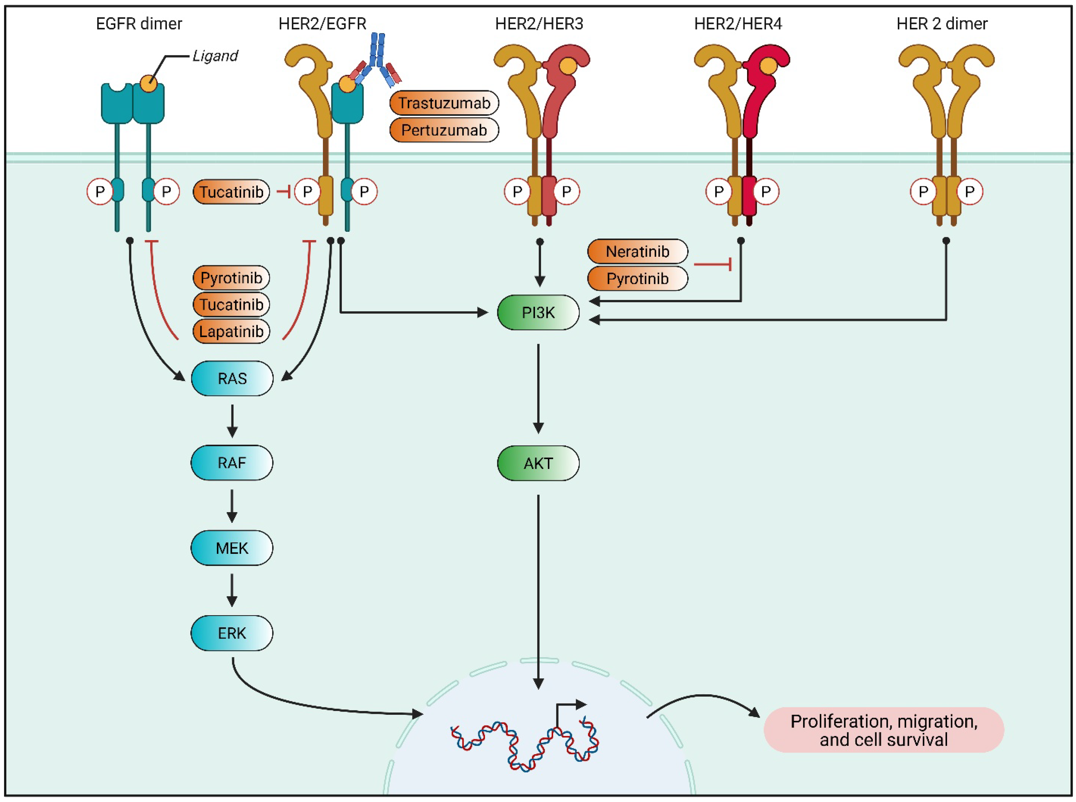 Biomedicines 13 01691 g001