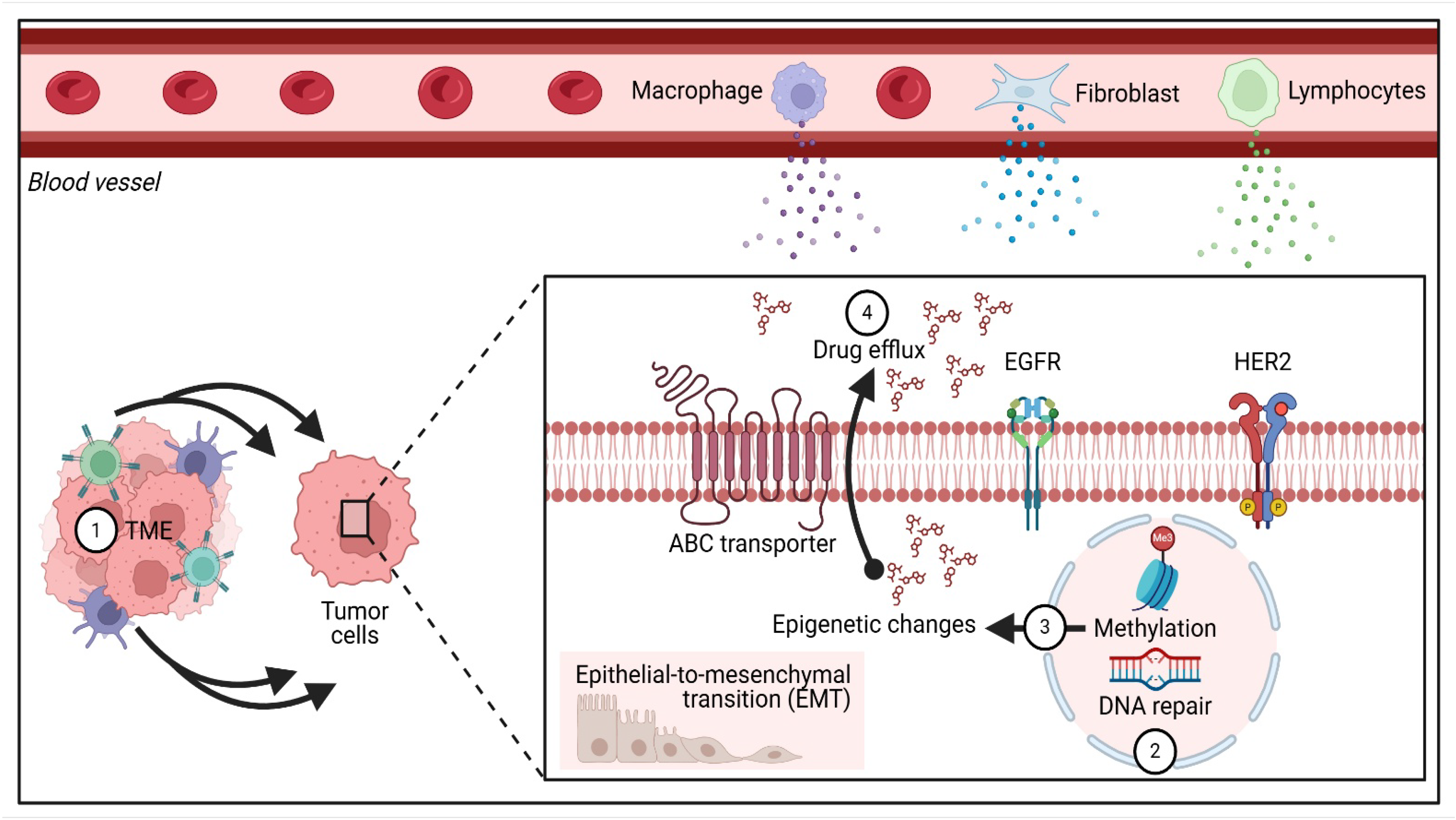 Biomedicines 13 01691 g004