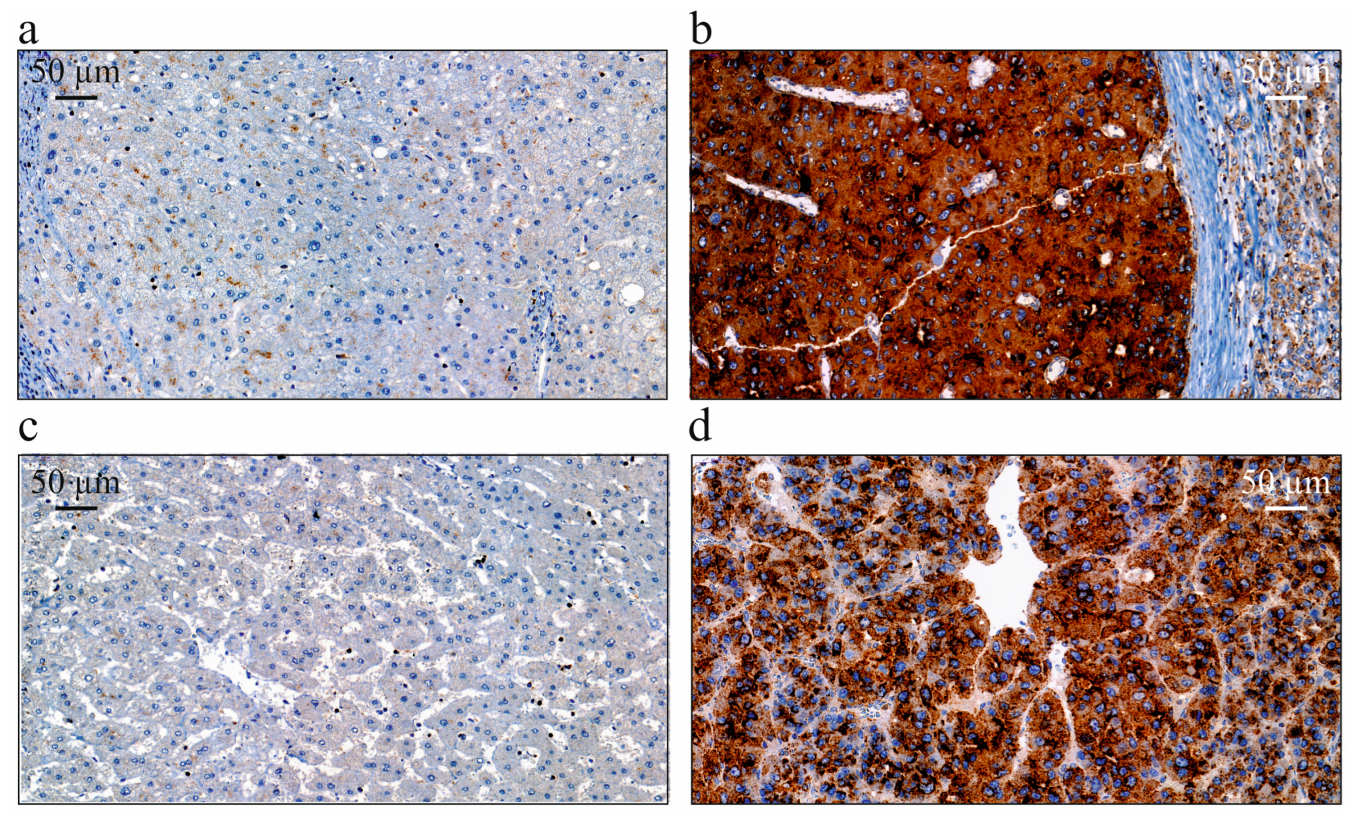 Biomedicines 13 01707 g001