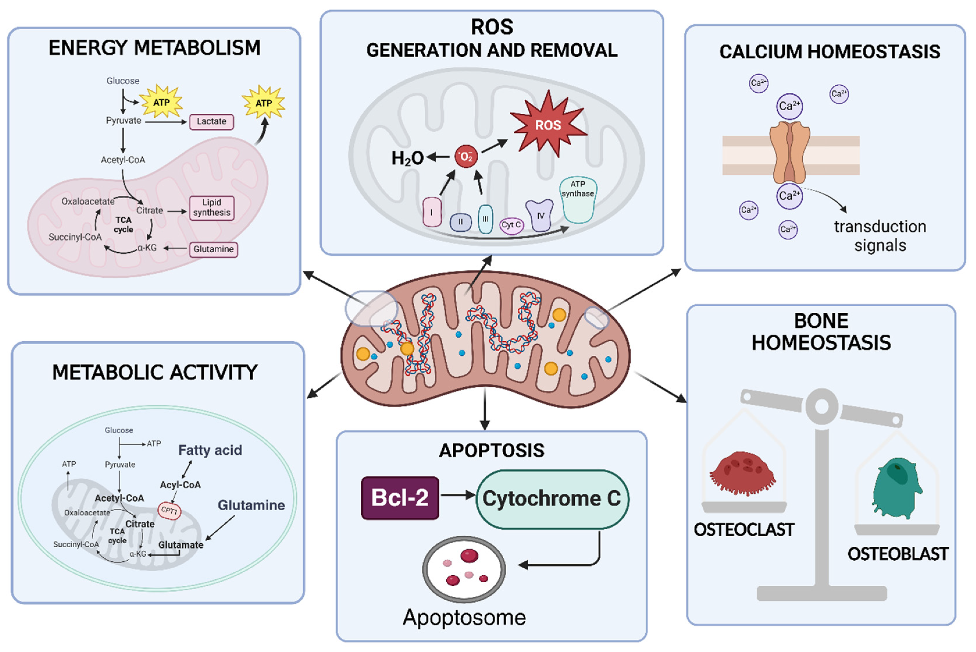 Biomedicines 13 01708 g003