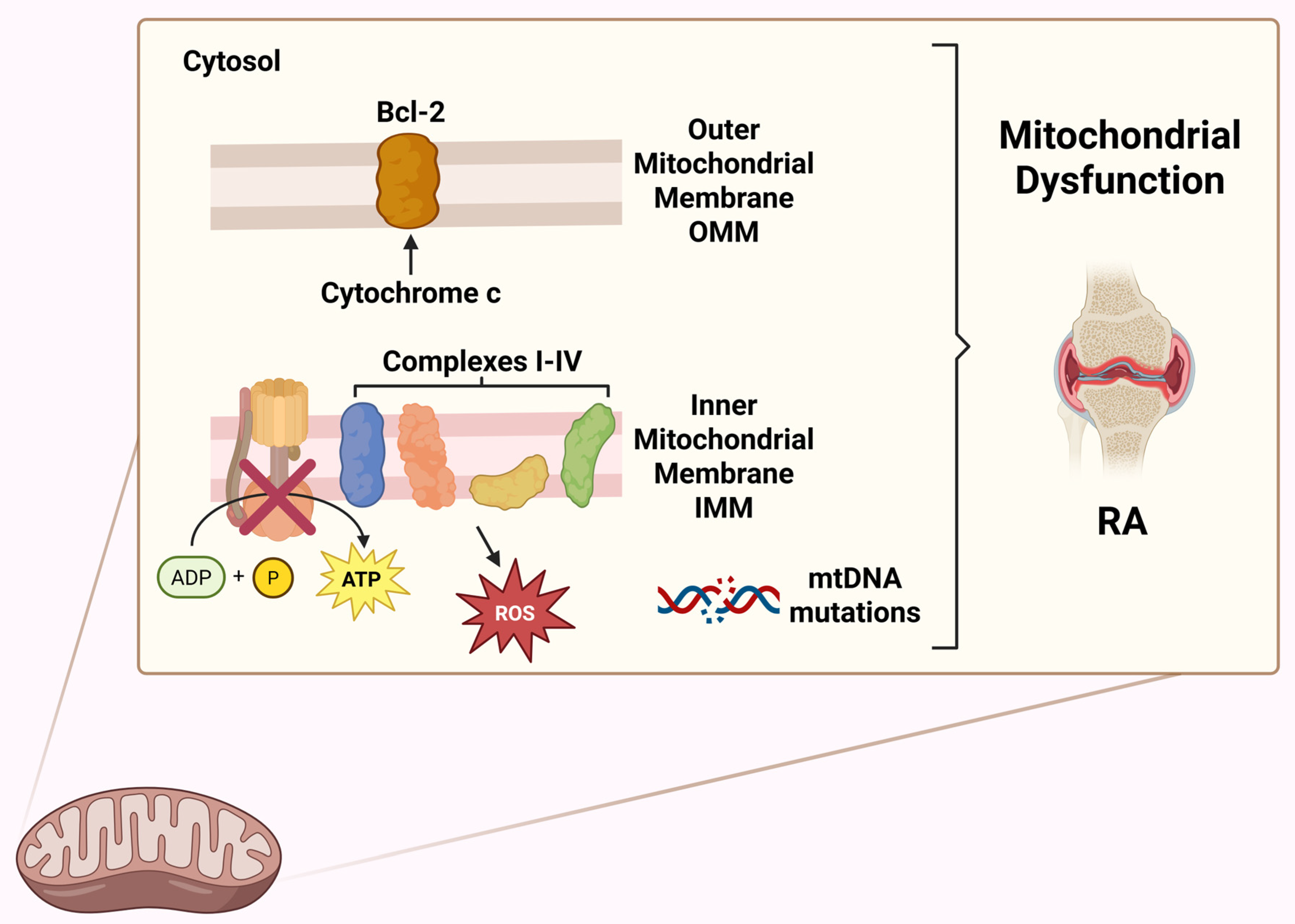 Biomedicines 13 01708 g004