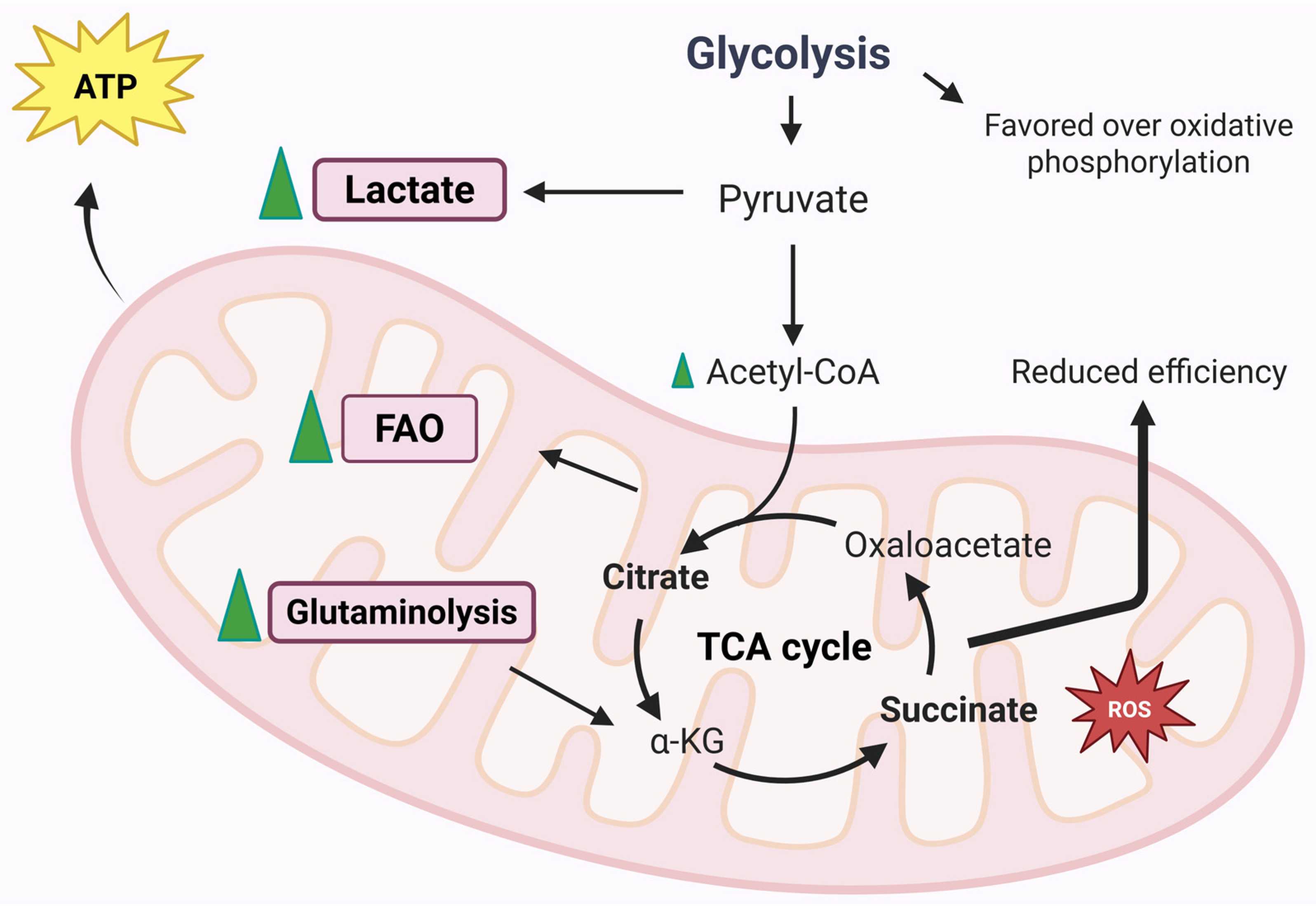 Biomedicines 13 01708 g005
