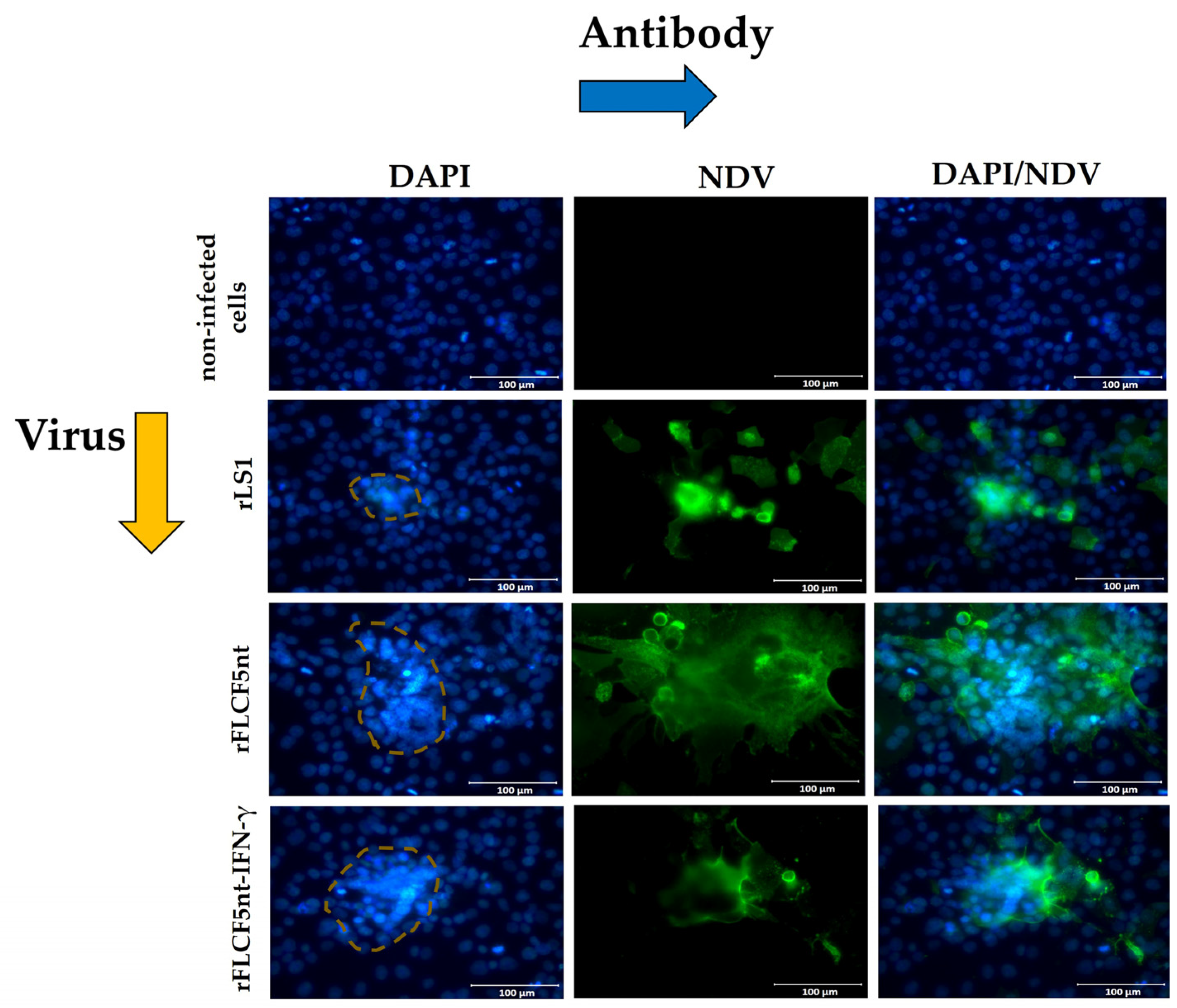 Biomedicines 13 01710 g006