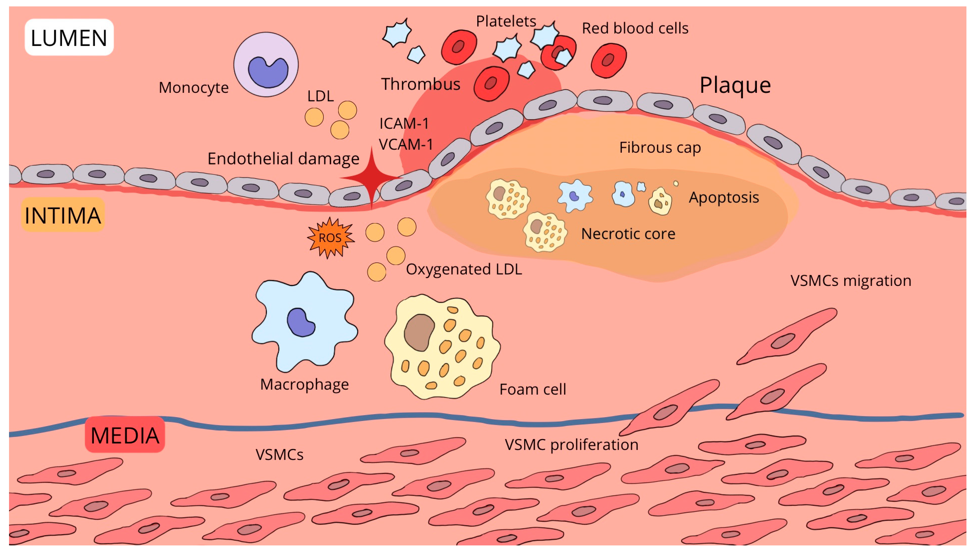 Biomedicines 13 01720 g001