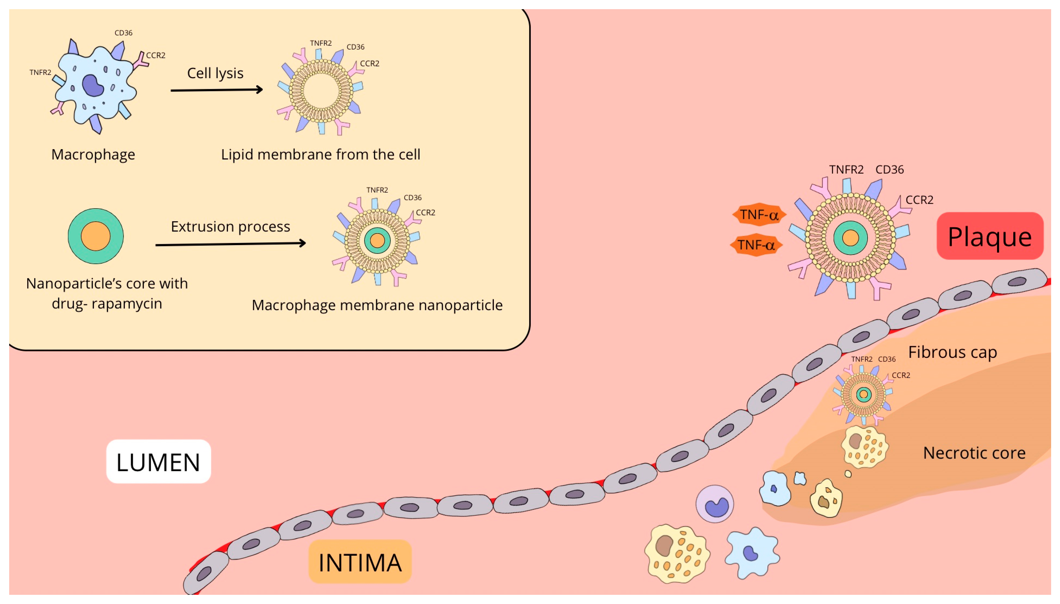 Biomedicines 13 01720 g002