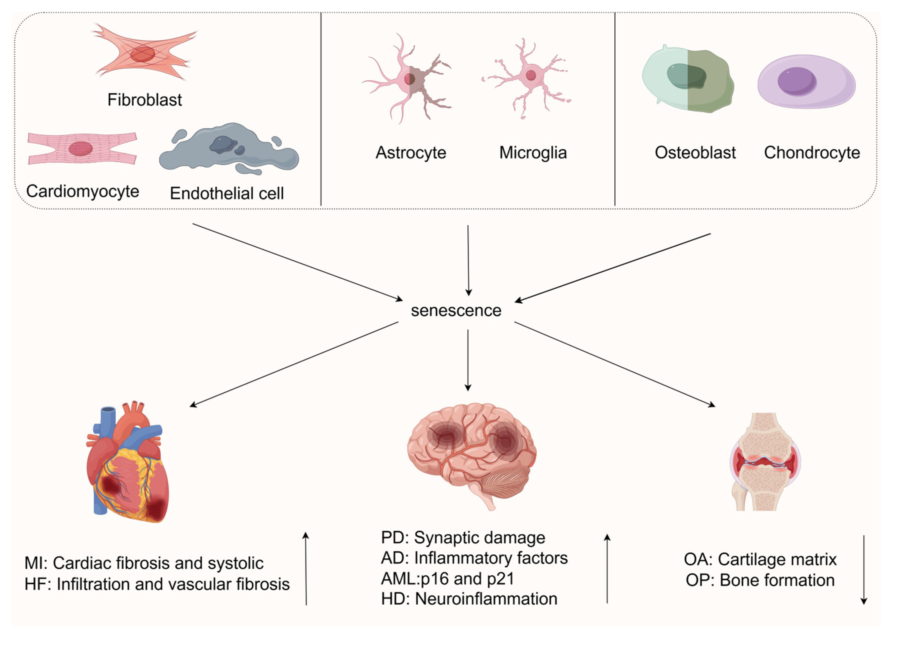 Biomedicines 13 01727 g002