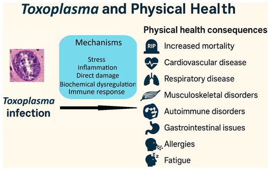 Beyond Latency: Chronic Toxoplasma Infection and Its