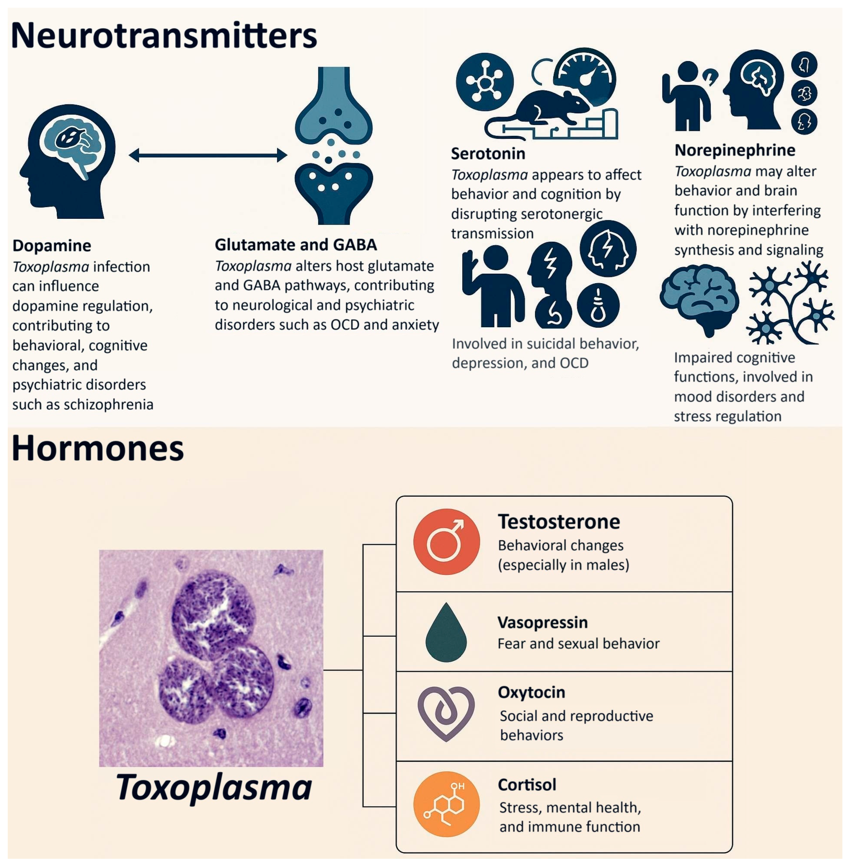 ma Beyond Latency: Chronic Toxoplasma Infection and Its