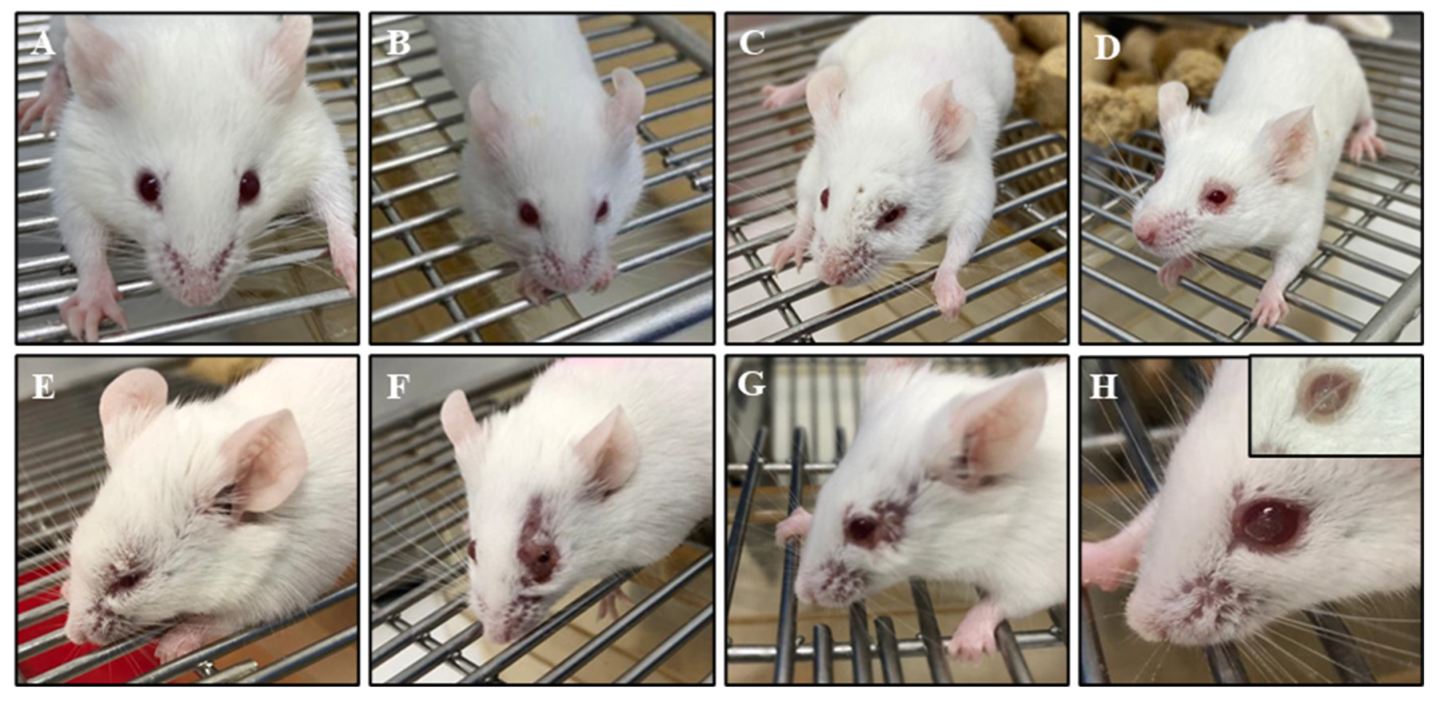 Biomedicines 13 01738 g002 Biomedicines 13 01738 g002