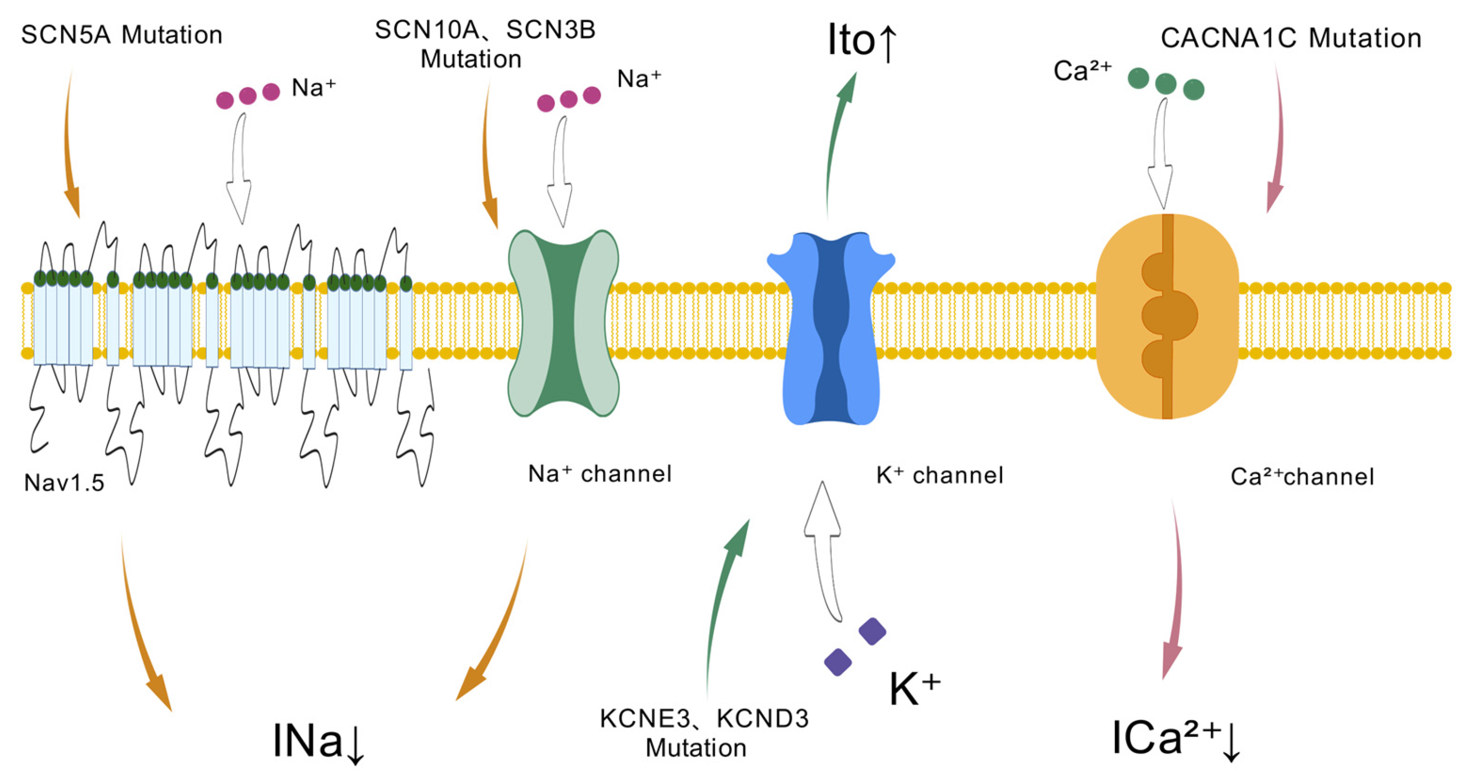 Biomedicines 13 01740 g001